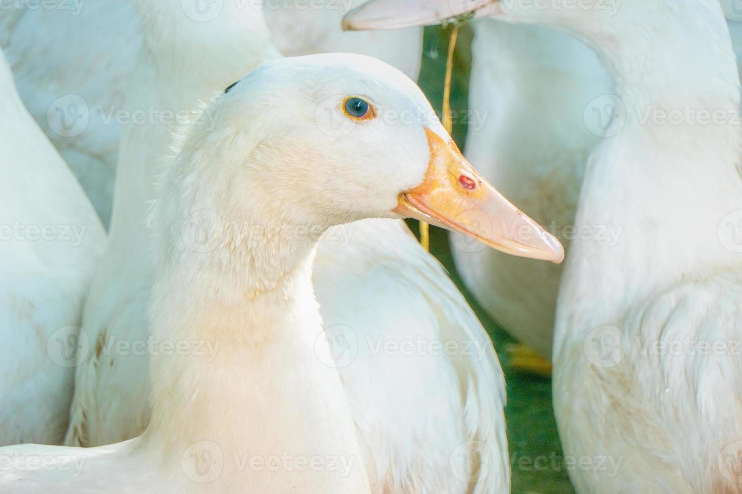 Flock of white domestic geese. Ranch duck Feeding photo