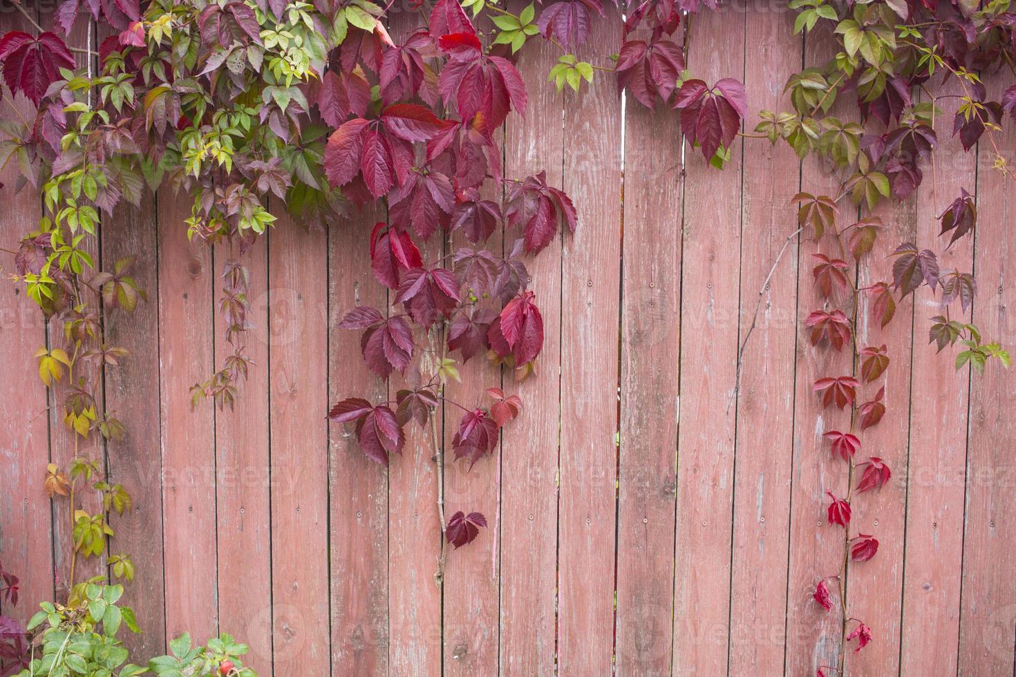 Parthenocissus quinquefolia, known as Virginia creeper, Victoria creeper, five-leaved ivy. Red foliage background red wooden wall. Natural background. photo