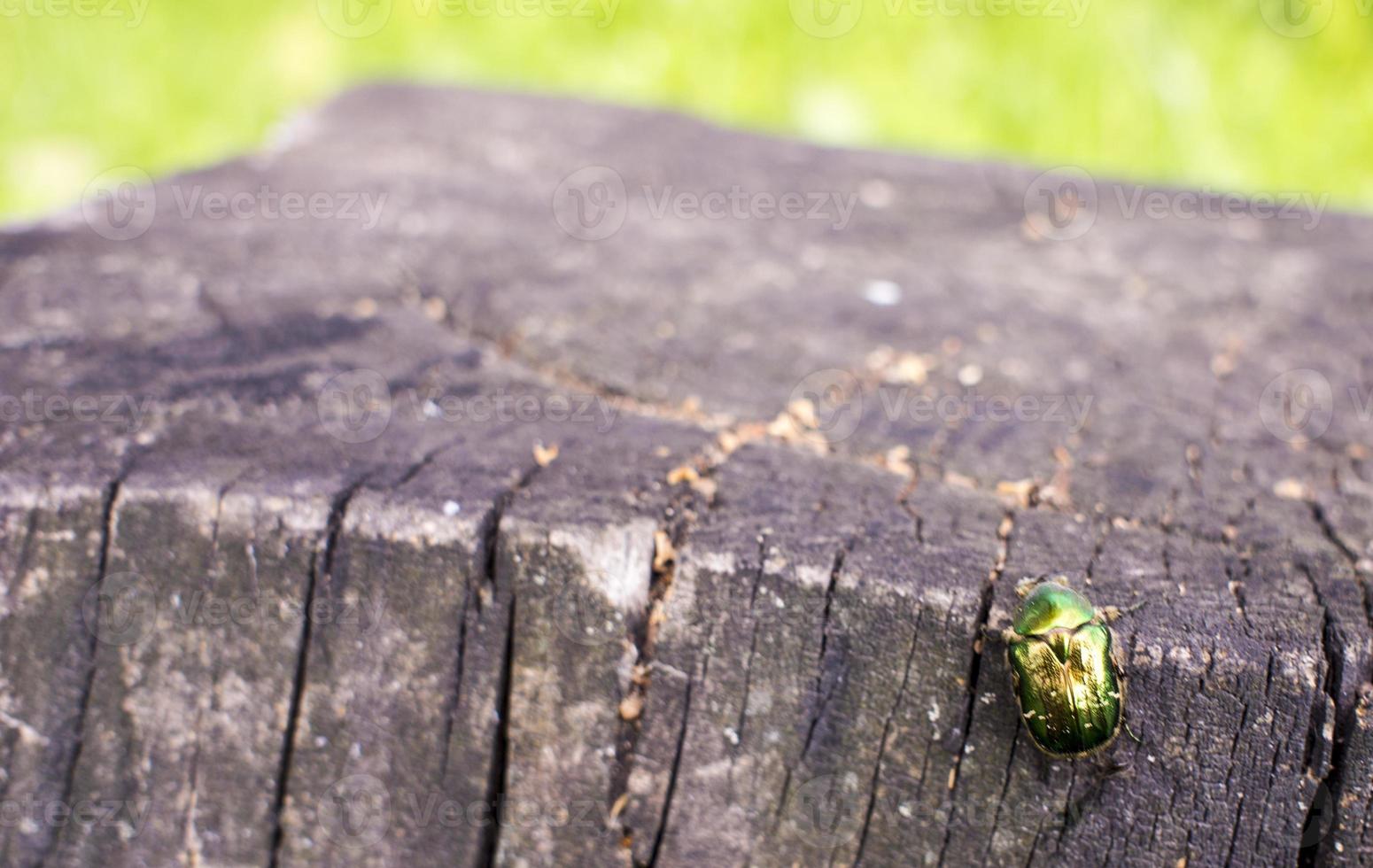 Beetle green rose chafer sits on a stump aka Cetonia aurata photo