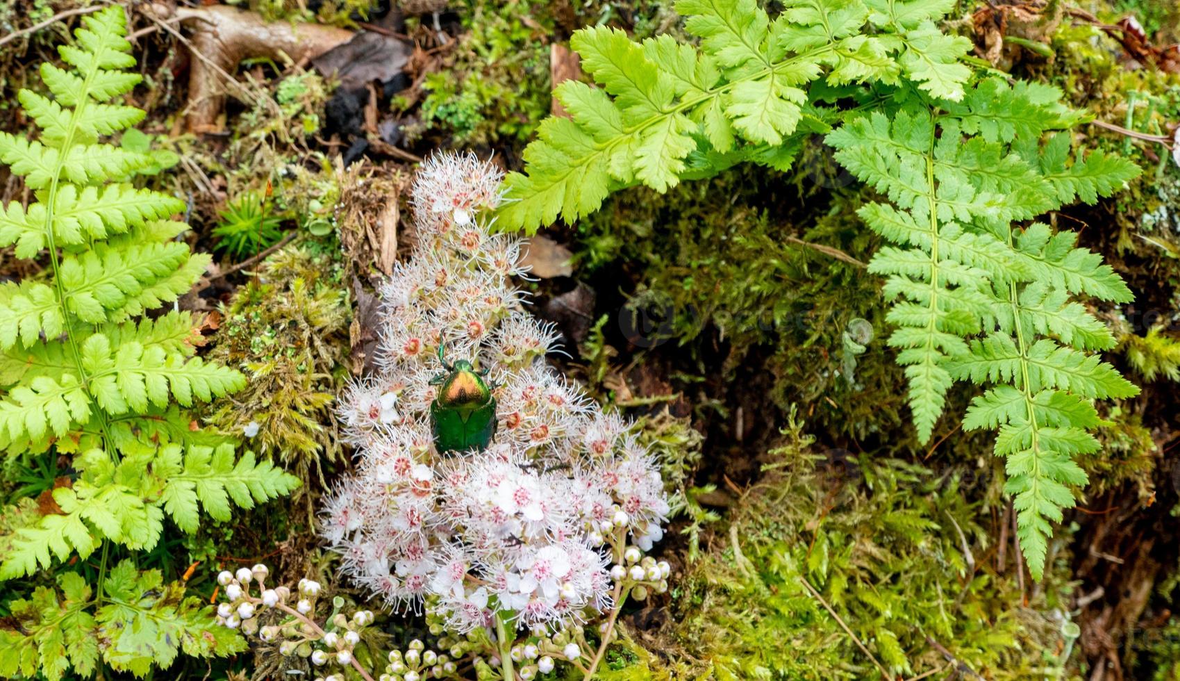 Rose chafer - Cetonia aurata - on flowers of Spirea bumalda photo