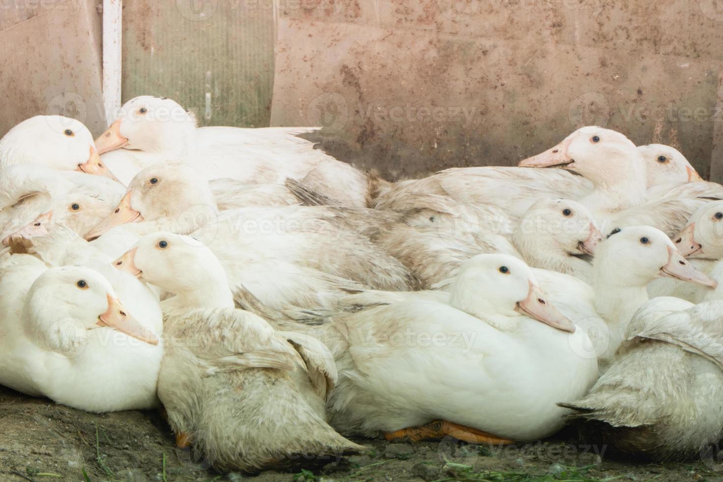 Flock of white domestic geese. Ranch duck Feeding photo