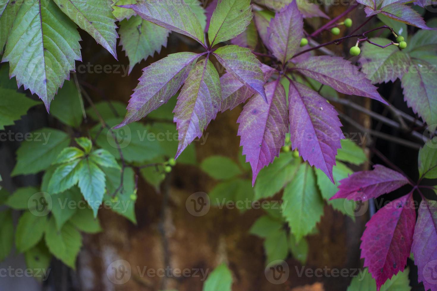 parthenocissus quinquefolia, conocida como enredadera de virginia, enredadera de victoria, hiedra de cinco hojas. follaje verde fondo natural. foto