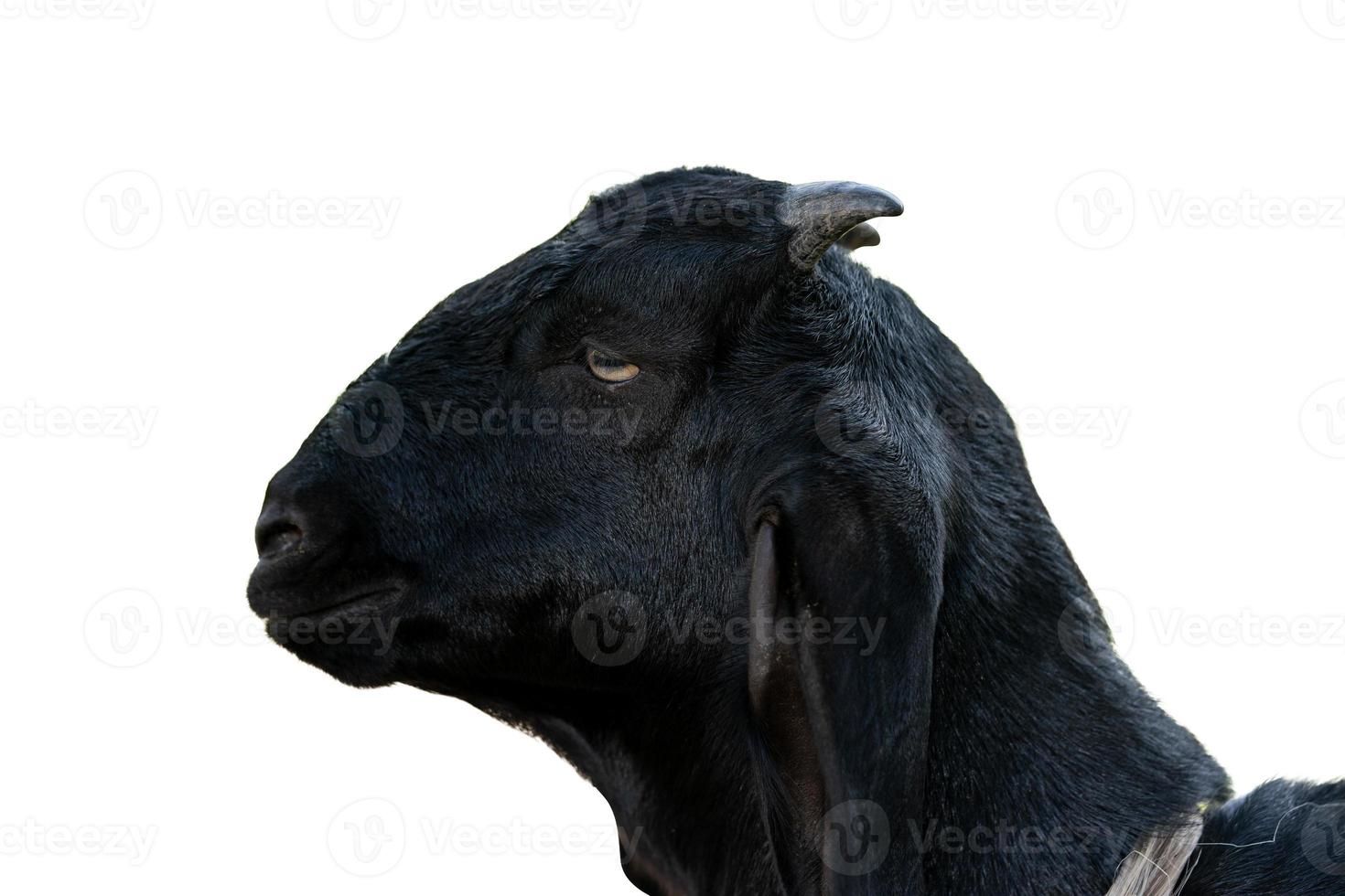Portrait of a young black goat at the farm photo
