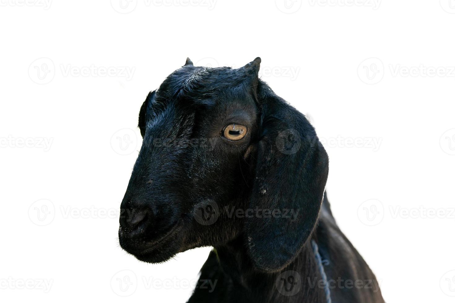 Portrait of a young black goat at the farm photo