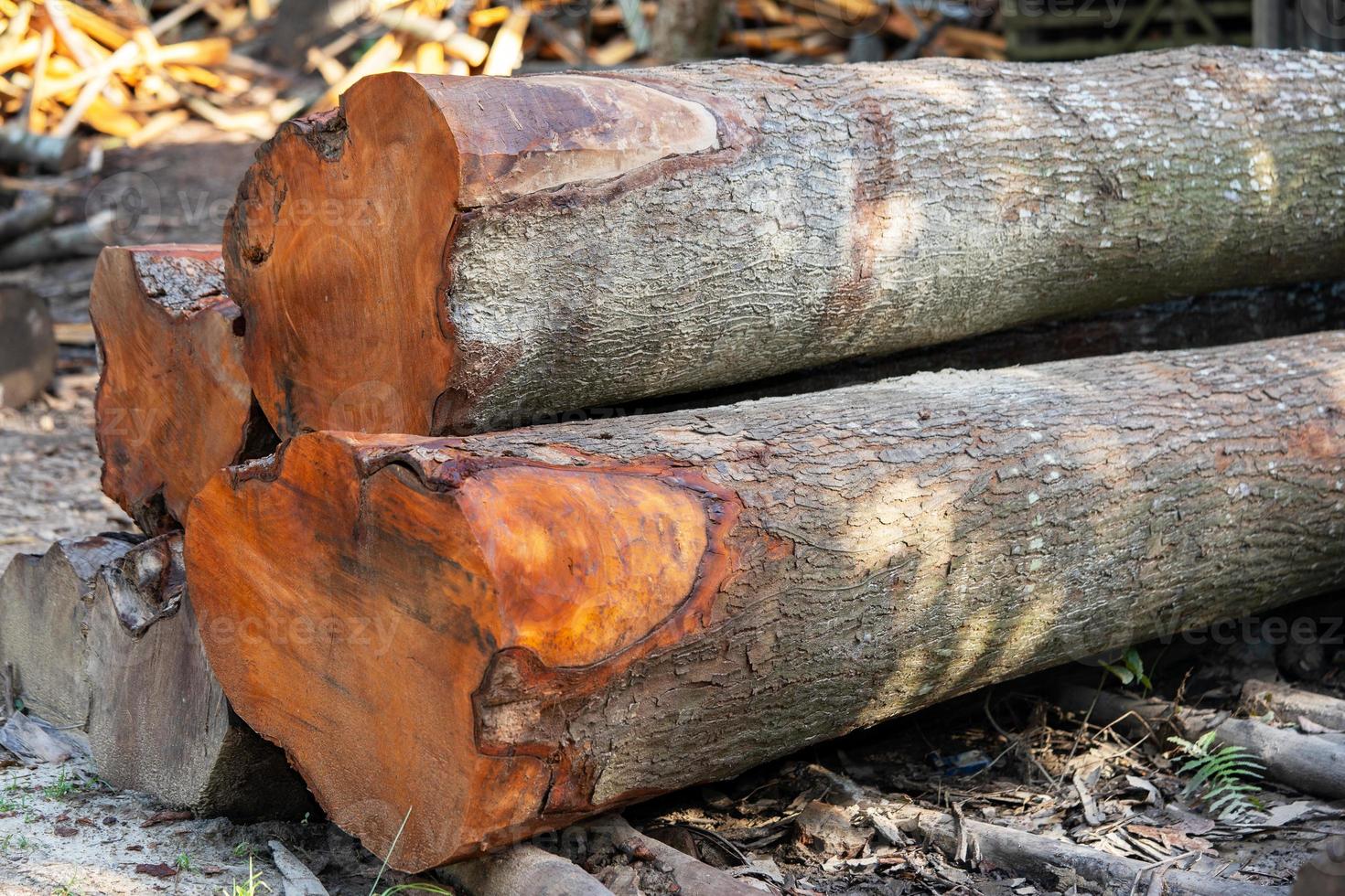 Pile of wood logs on the edge of the forest photo