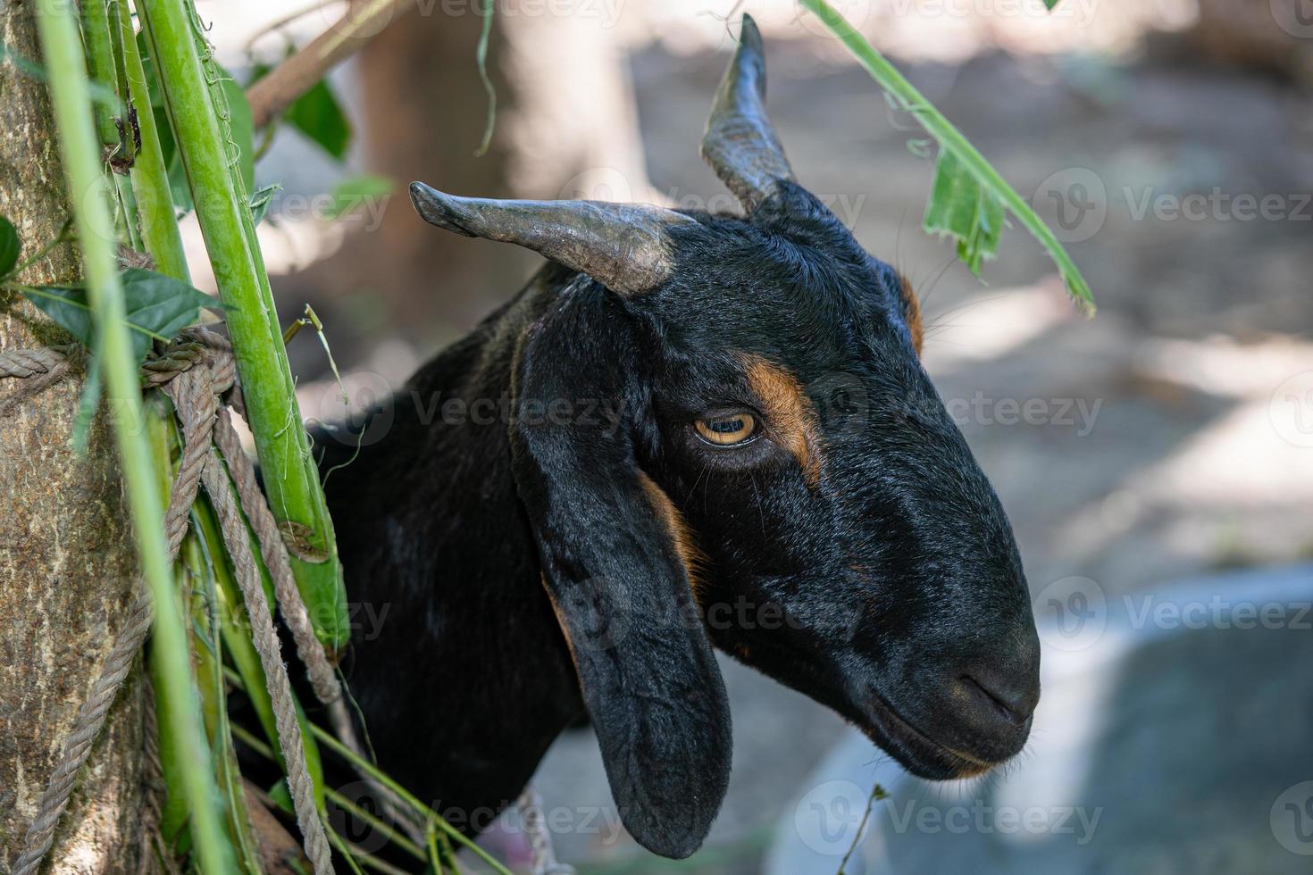 retrato de una joven cabra negra en la granja foto