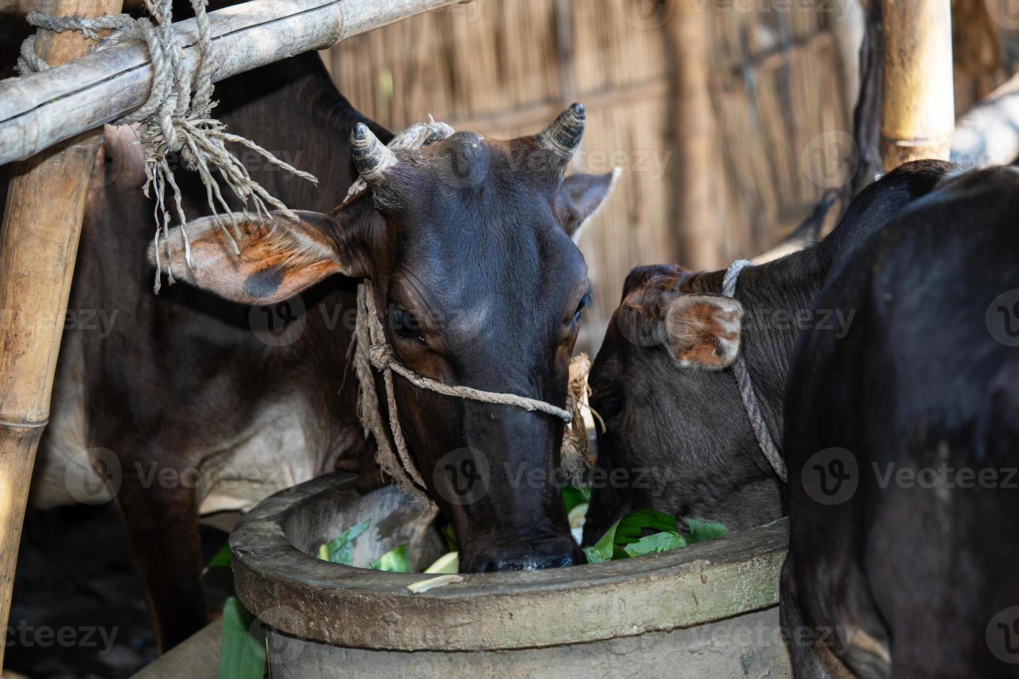 Agriculture industry ,herd of cows - Black and white cows photo
