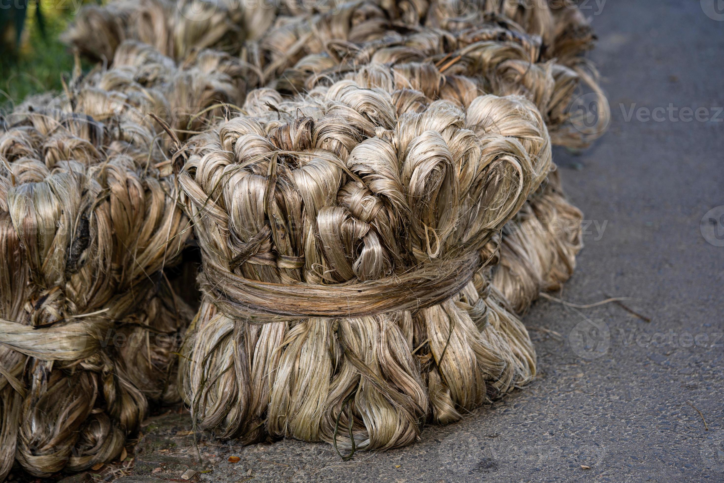 Jute vegetable fiber, Raw jute fiber hanging 11361871 Stock Photo at