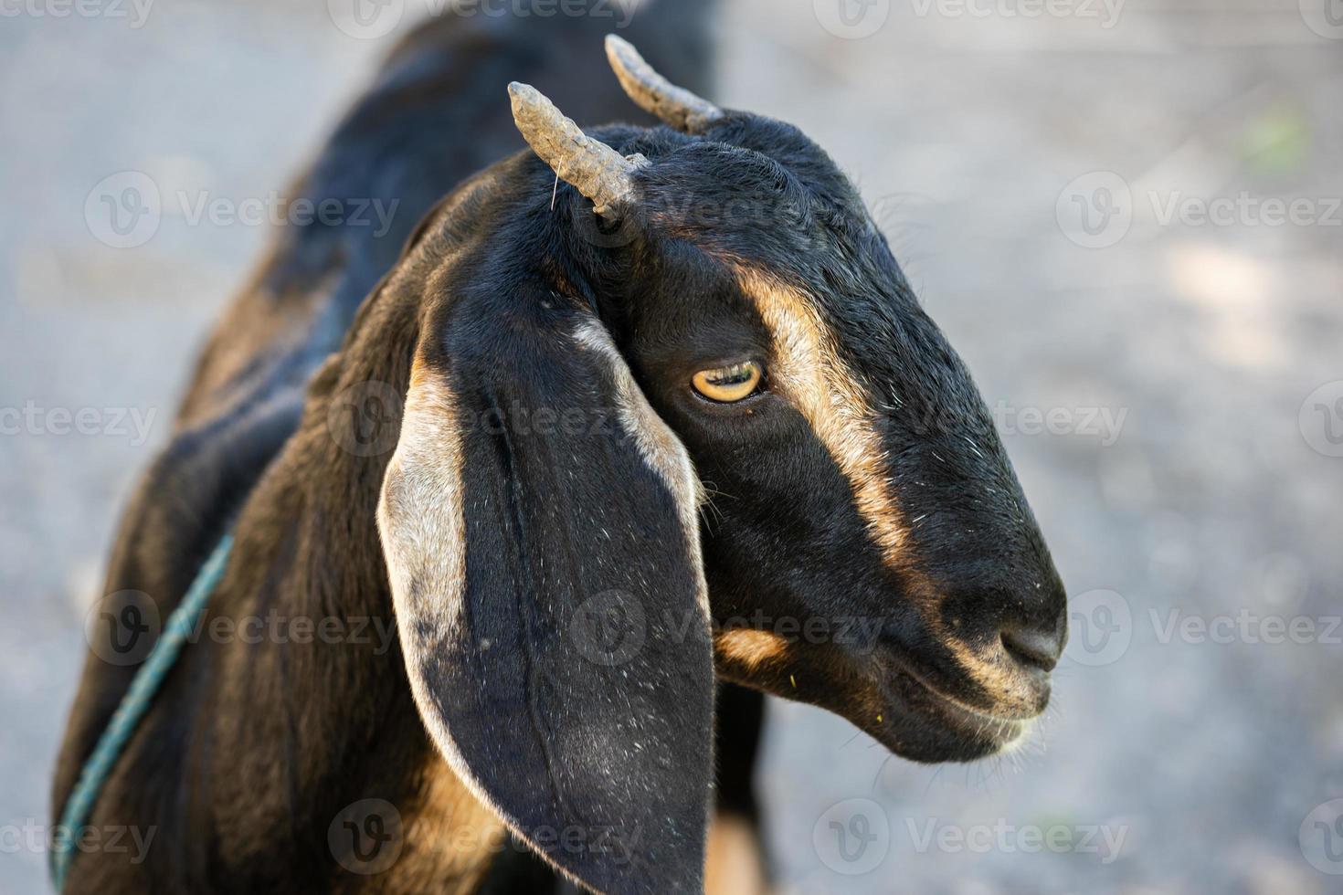 Portrait of a young black goat at the farm photo