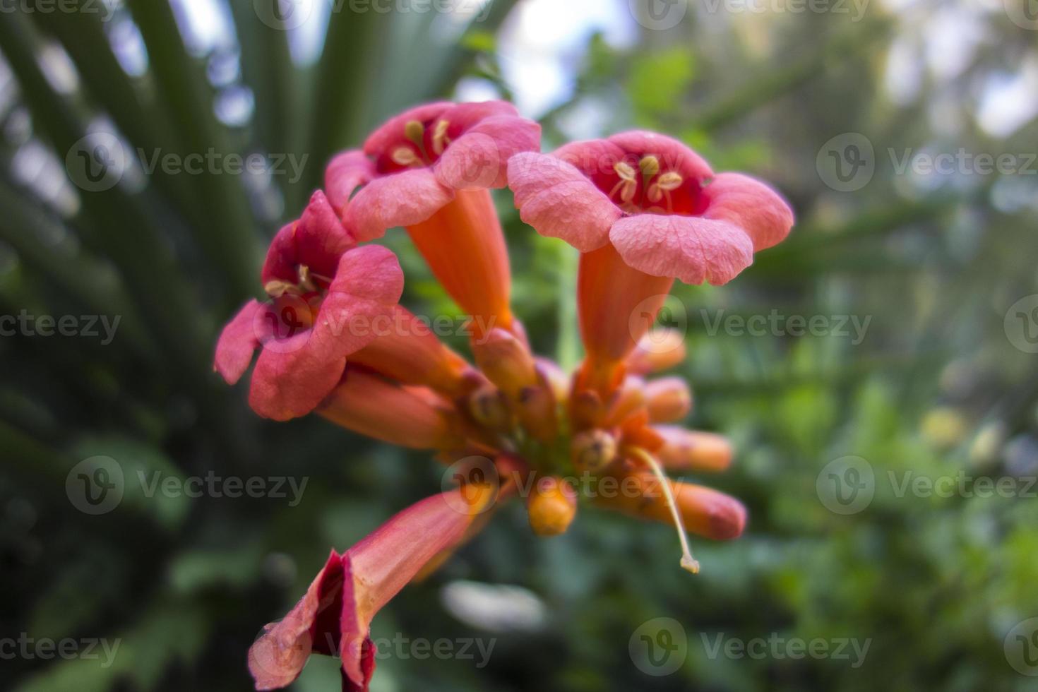 The beautiful pink flowers background photo