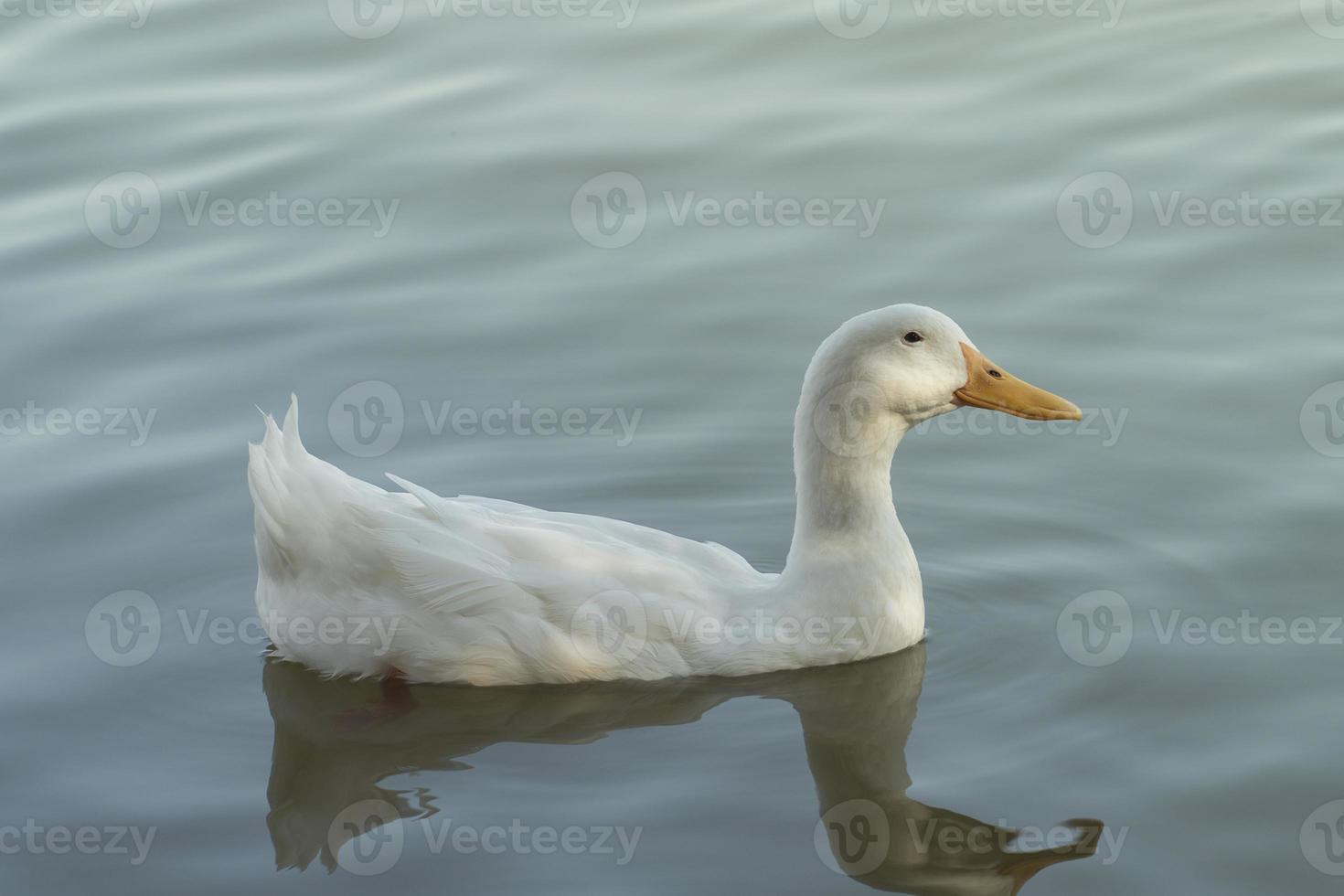 white duck swimming in the lake photo