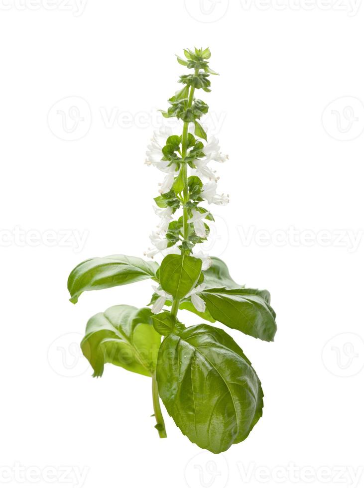 Blossoming branch of basil photo