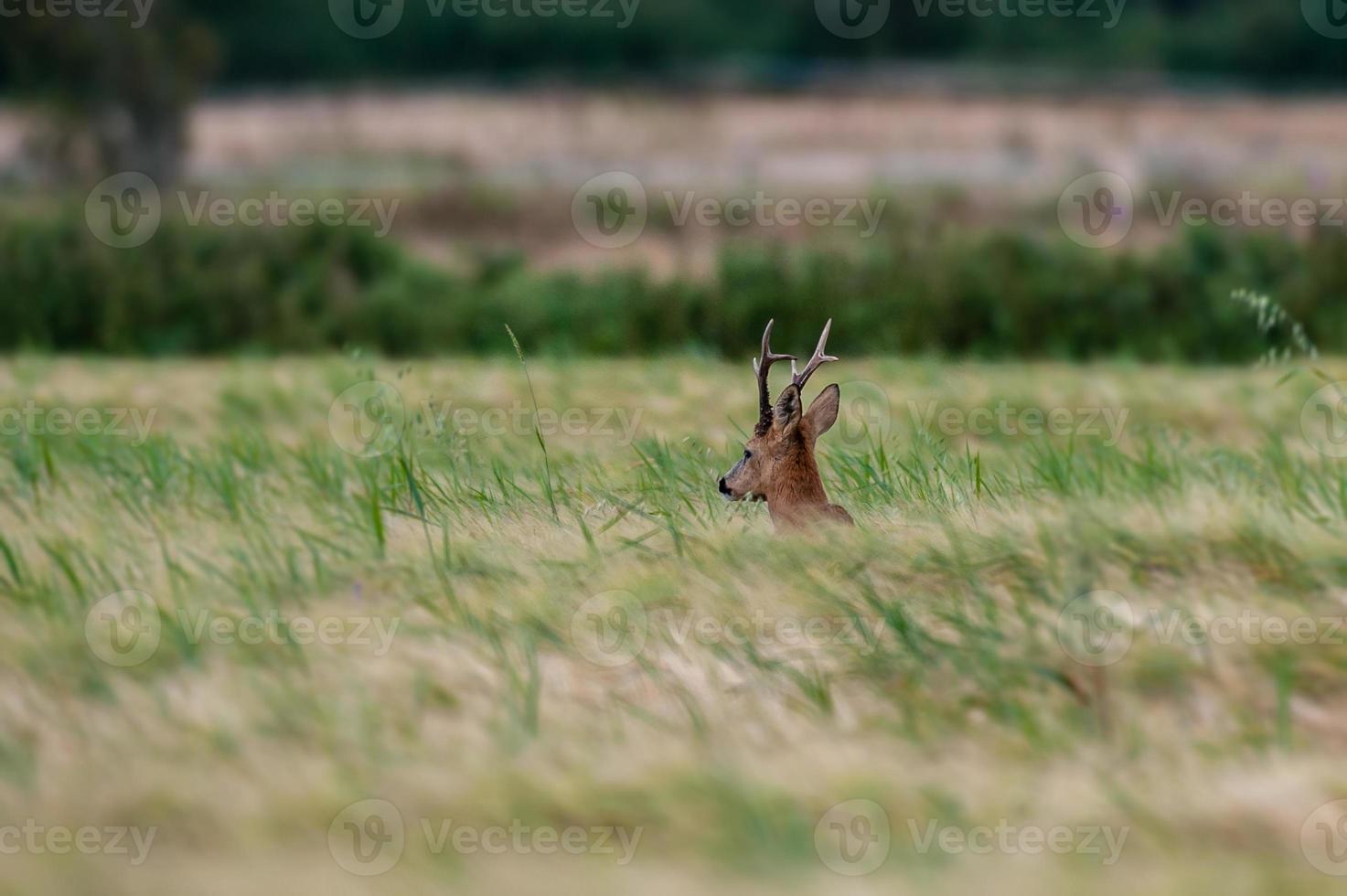 wild roe deer photo