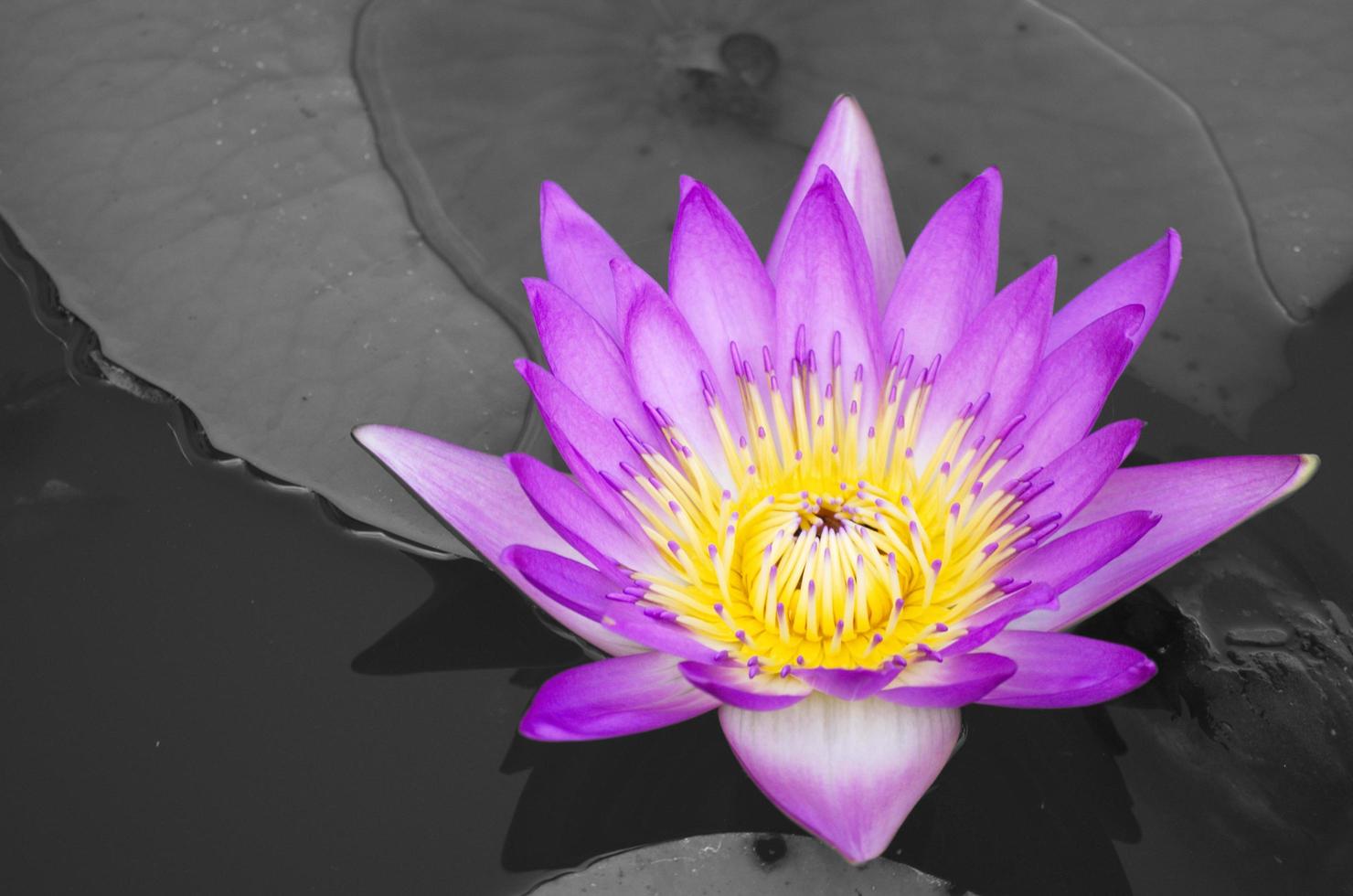Purple lotus isolated on gray background and texture. photo