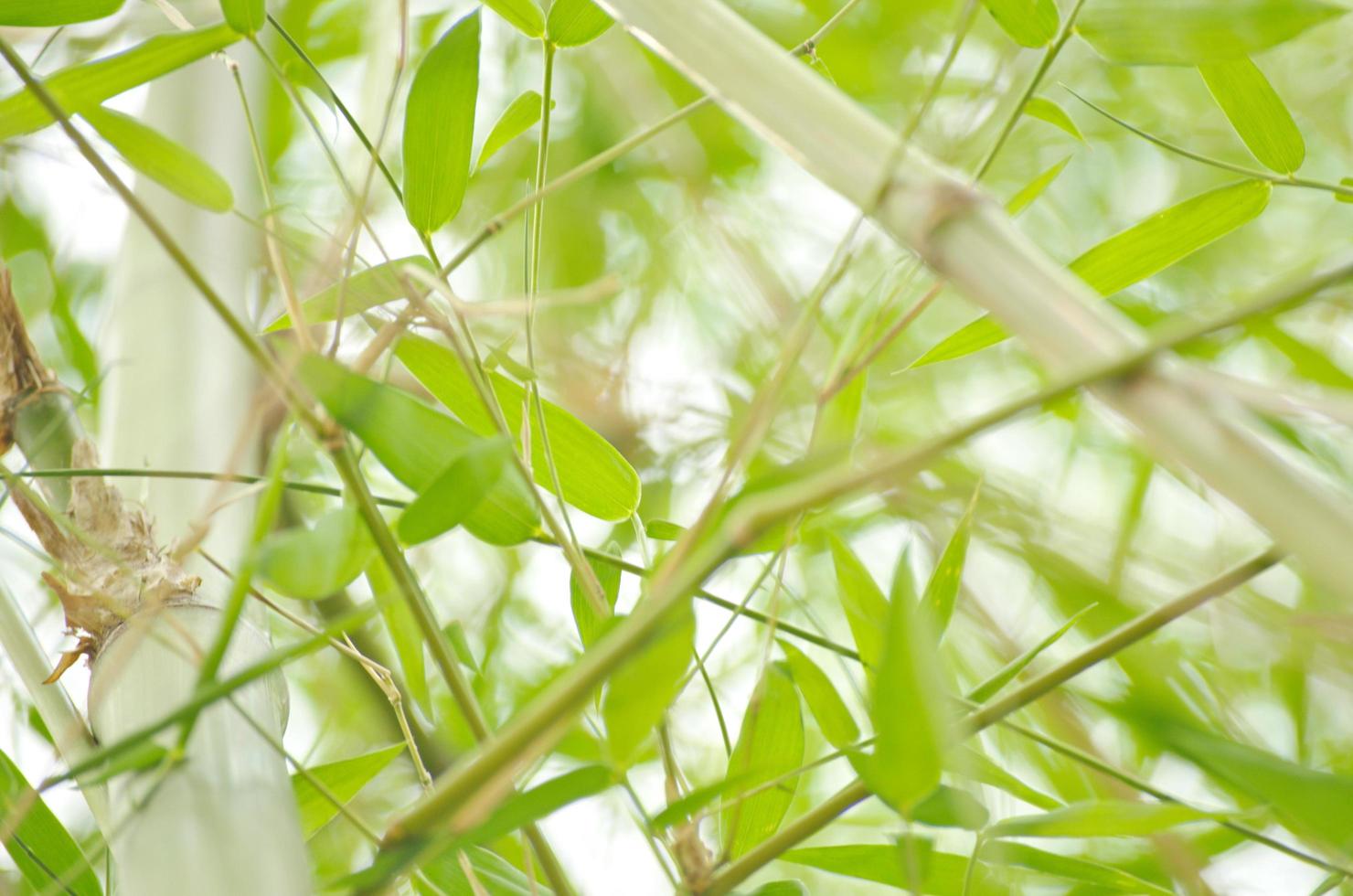 Close-up bamboo green leaves background in nature. photo