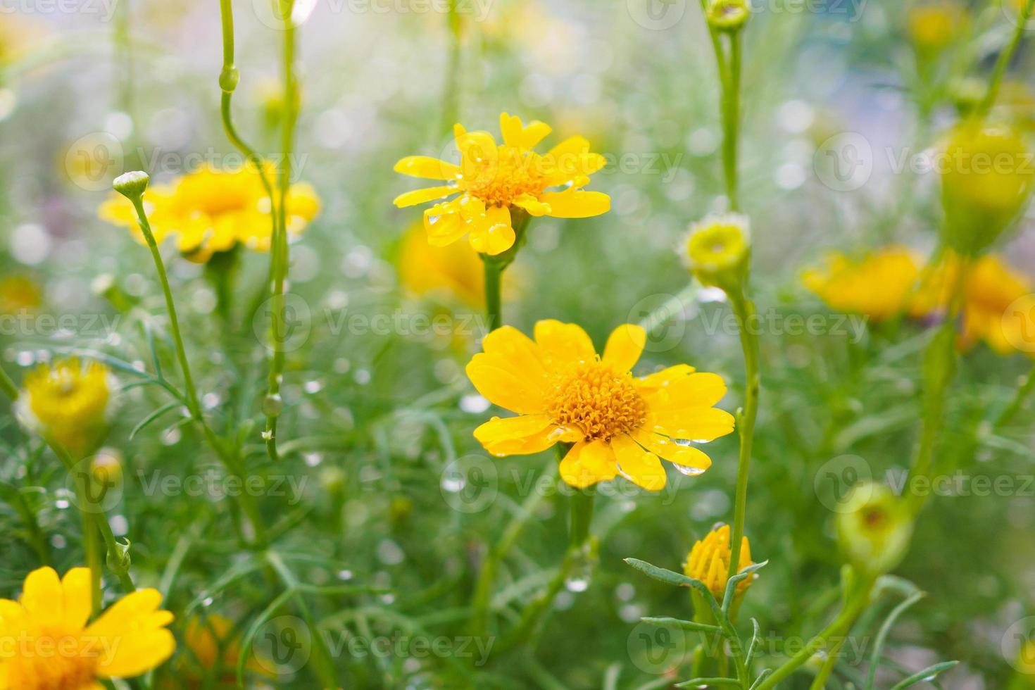 hermosas flores de margarita en un prado verde con gotas de agua foto