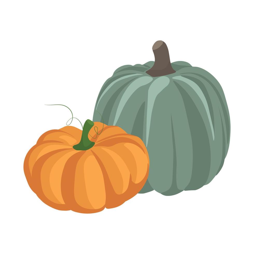 calabazas de otoño sobre un fondo blanco. imagen vectorial vector