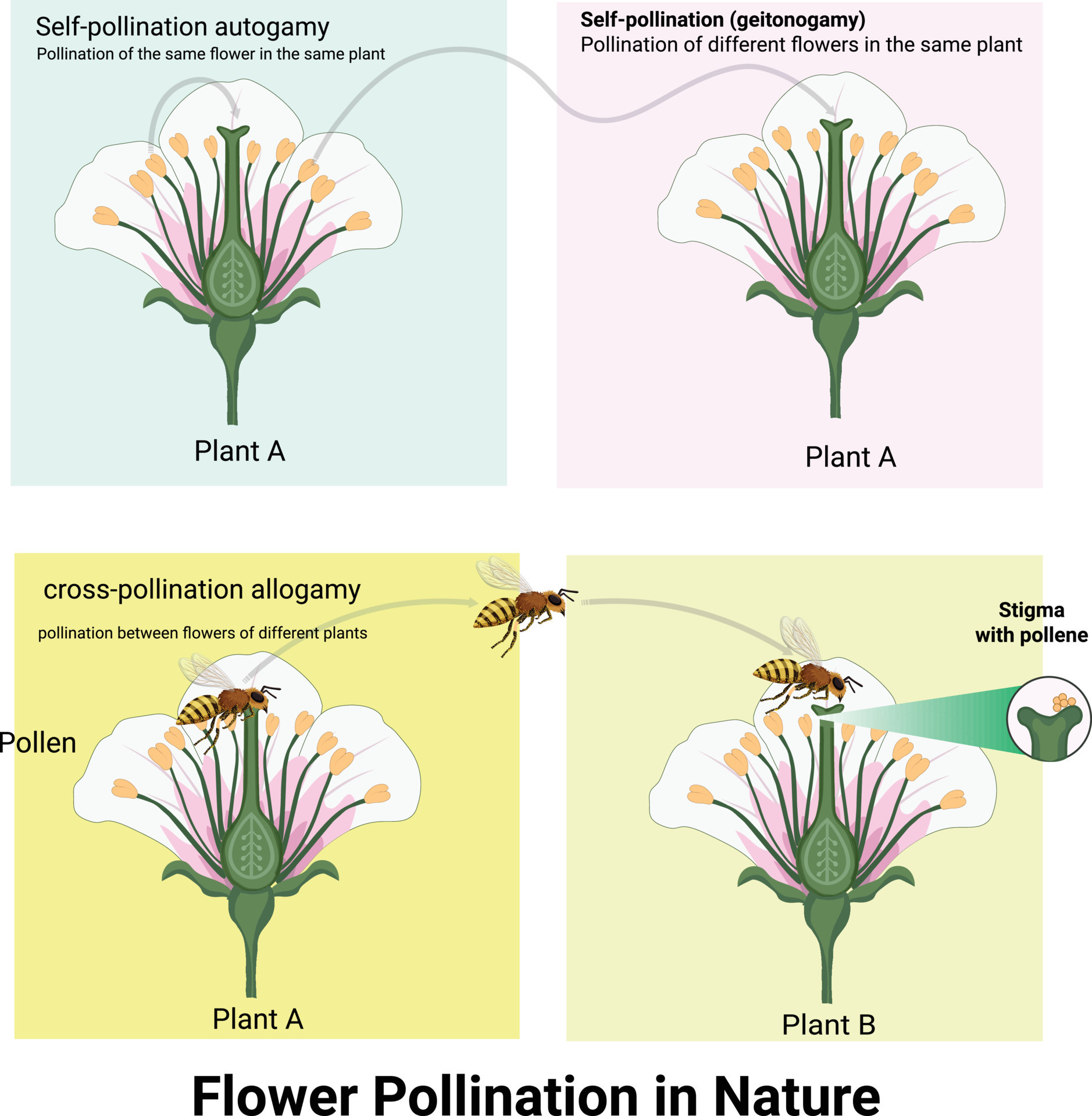 Flower Pollination in Nature 11363909 Vector Art at Vecteezy