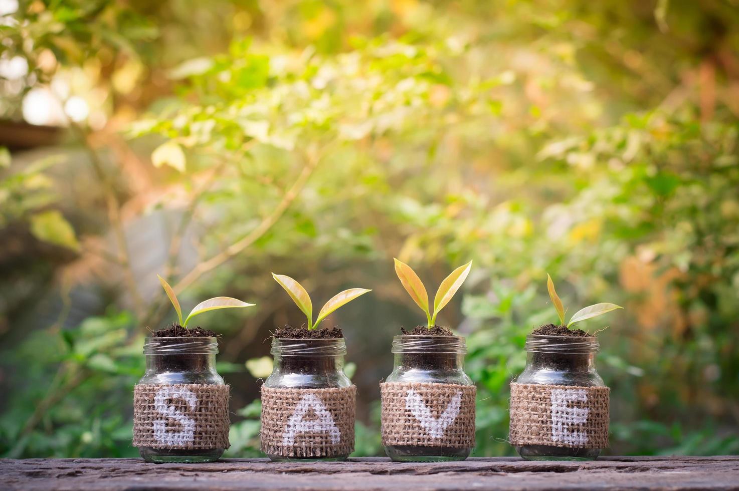 Young plants growing in the glass bottle on old wooden table for business investment growth or saving concept photo