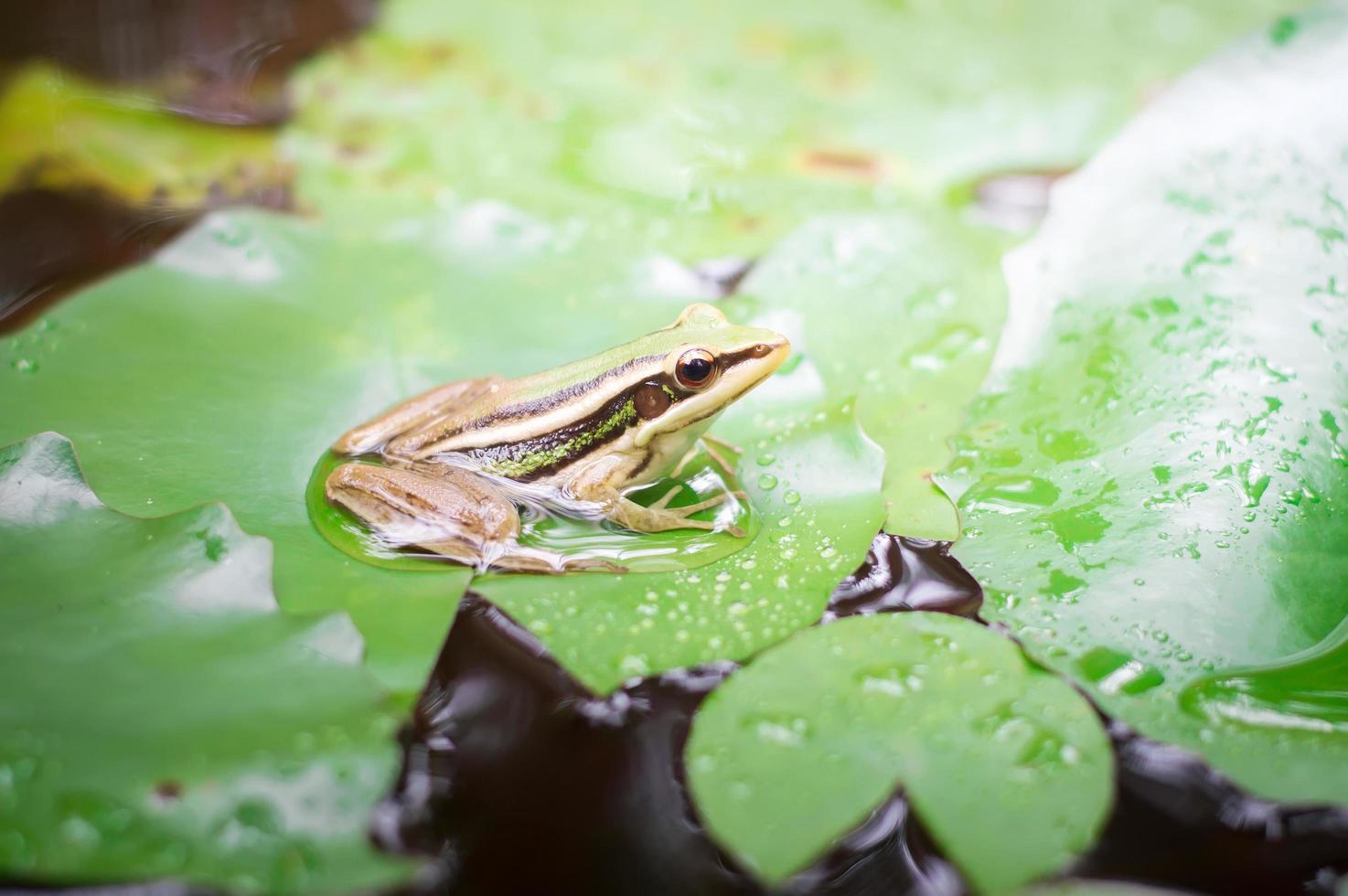 rana verde o rana de arroz verde sentada en una hoja de loto en un estanque foto