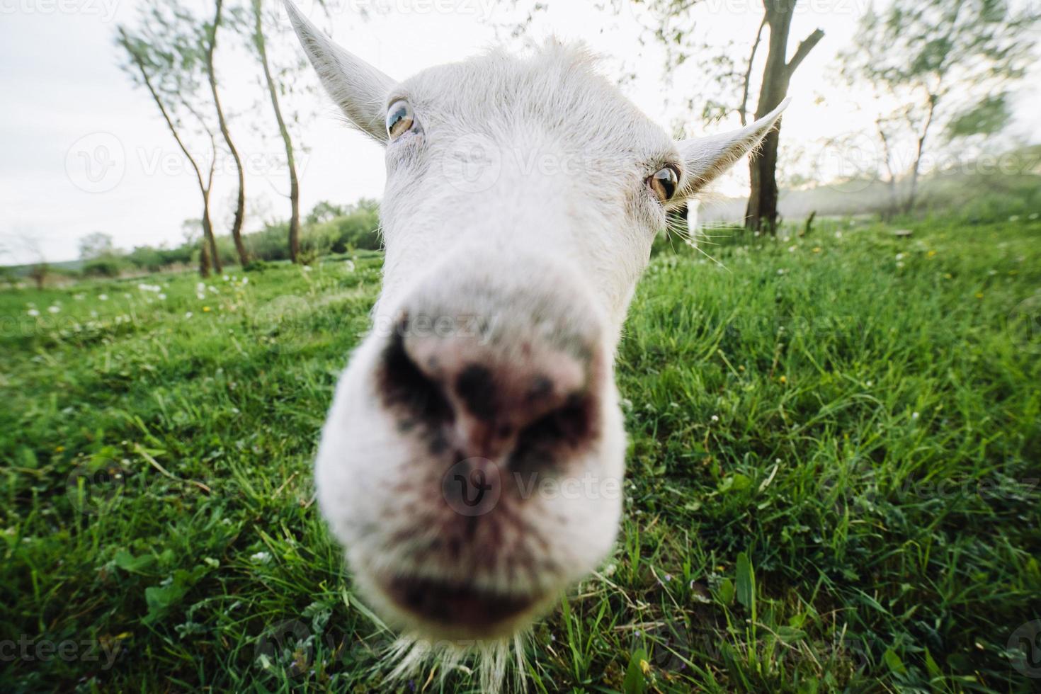 Goat in the meadow looking right at the camera photo