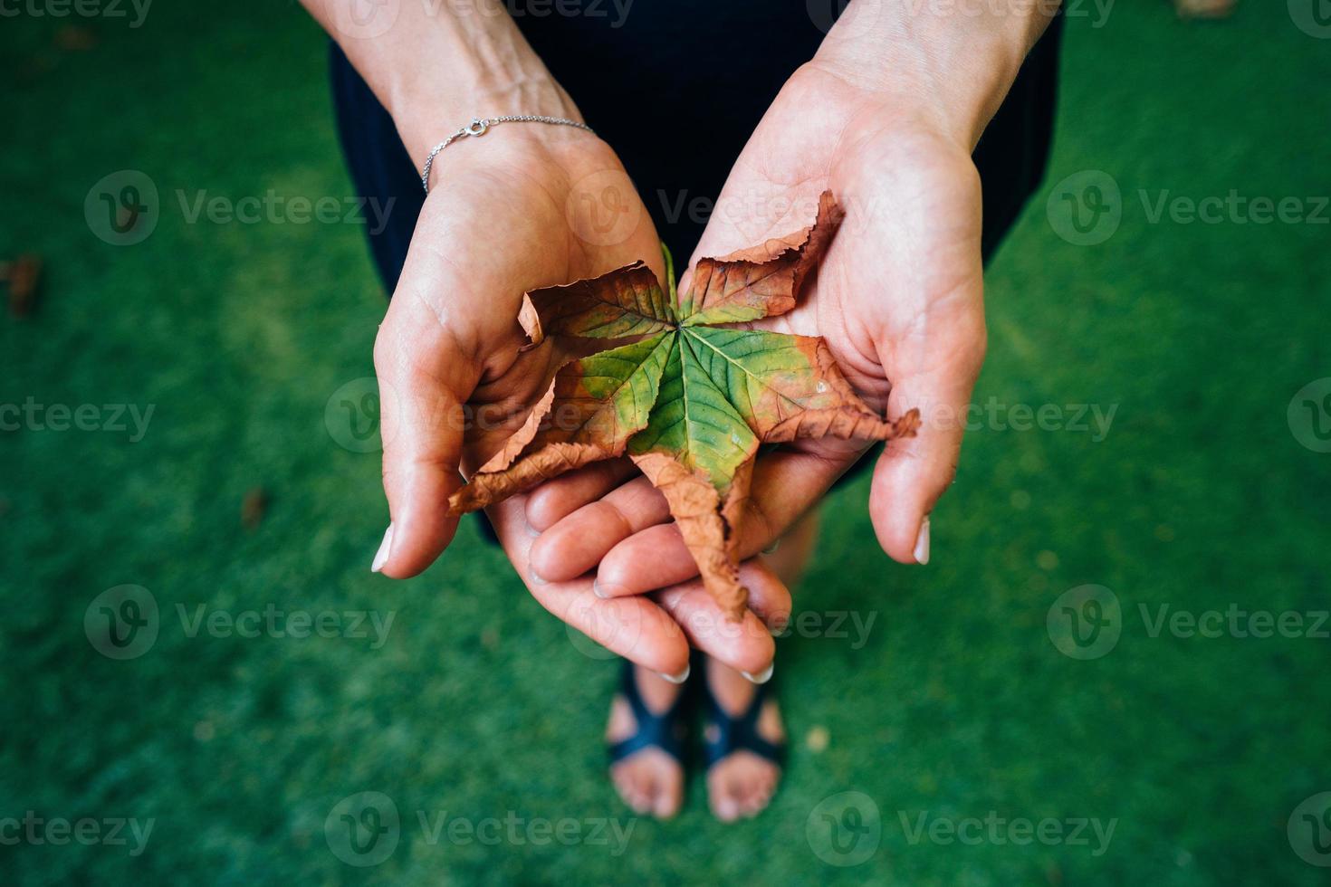 Yellow autumn leaves in the palm of a girl. photo