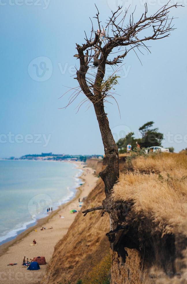 tree on a cliff above the ocean photo