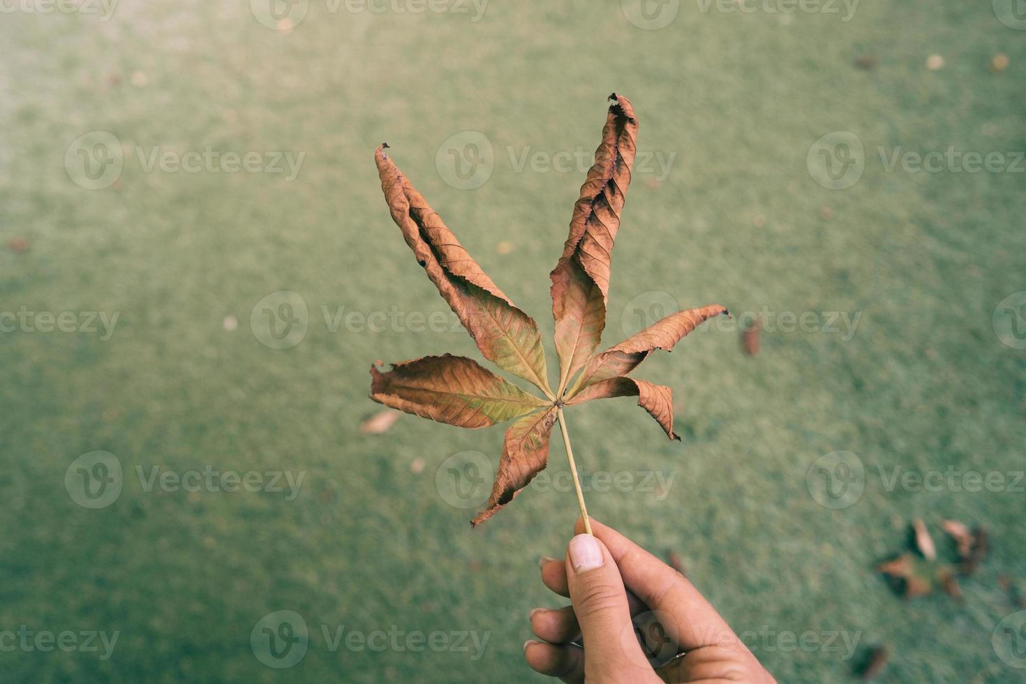 Woman hold nice yellow leaf in hand. photo