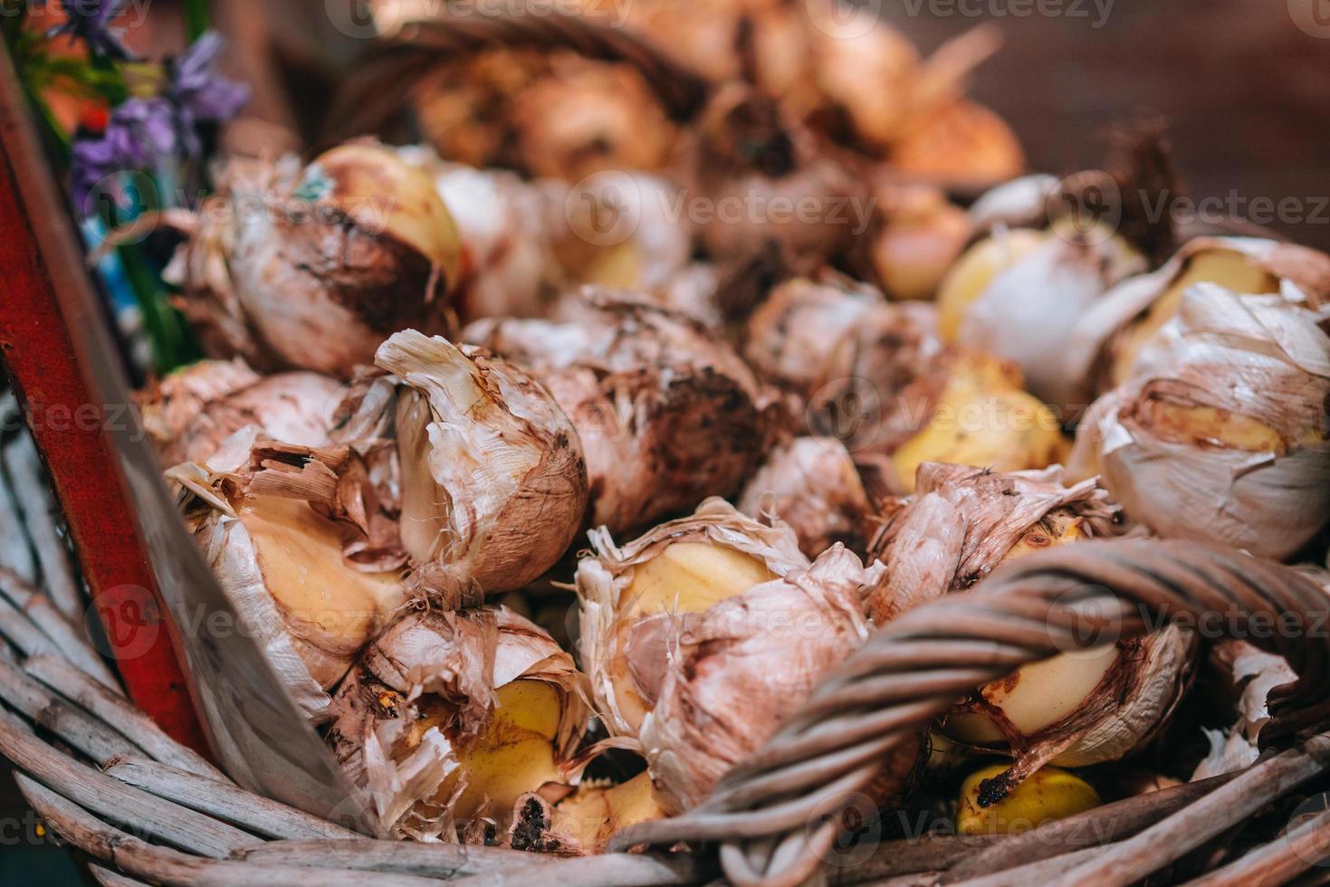 Closeup of firm bulbs flowers photo