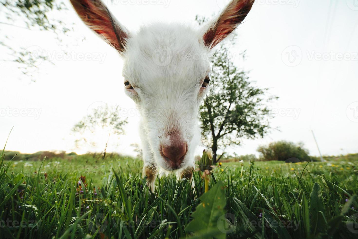 Goat in the meadow looking right at the camera photo