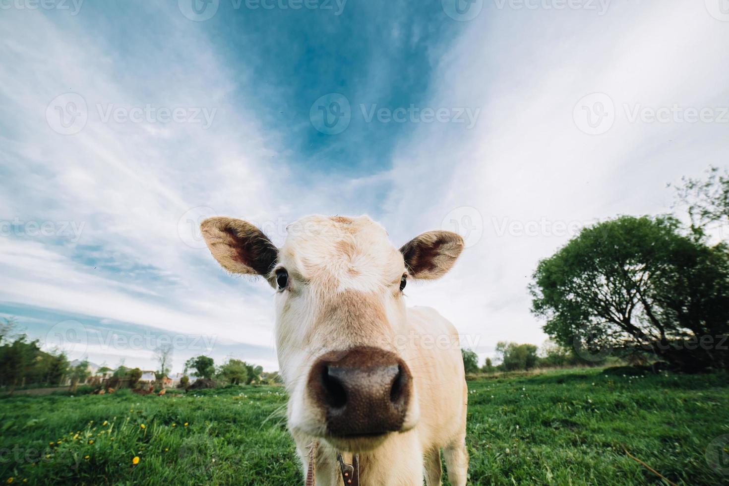 vaca joven mirando directamente a la cámara foto