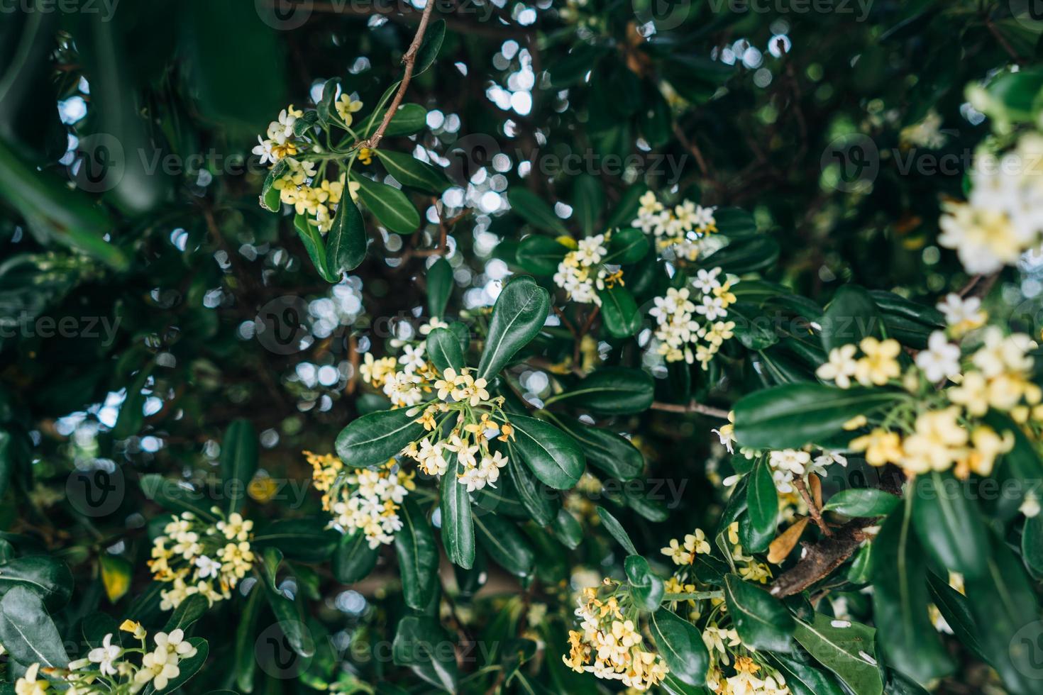 Pittosporum Tobira flowers and leaves, close angle photo