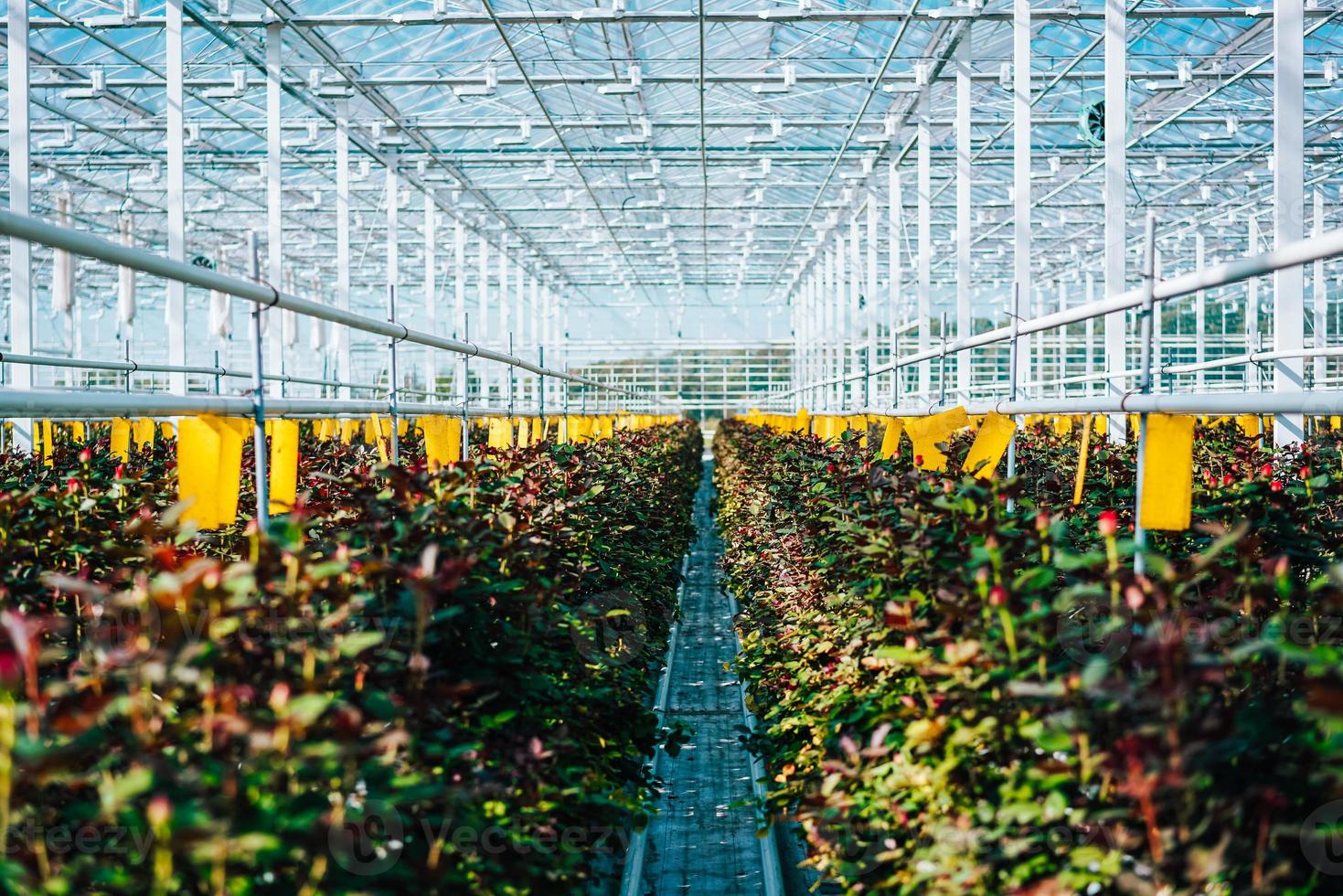 rosas de invernadero que crecen bajo la luz del día. 11371469 Foto de