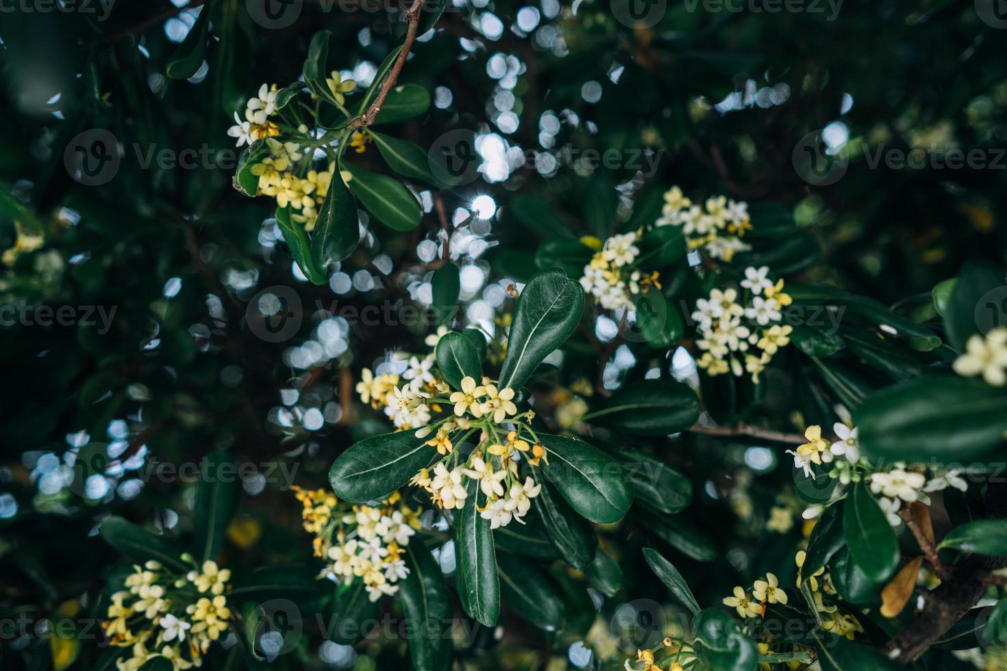 Pittosporum Tobira flowers and leaves, close angle photo