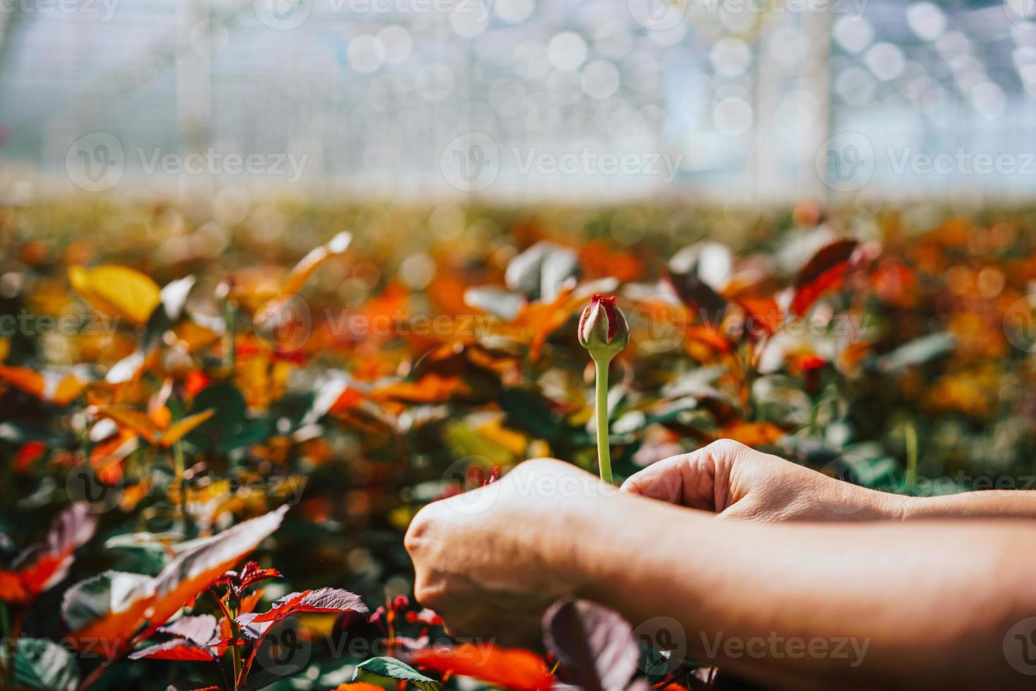 Someone is cutting a rose in a greenhouse photo