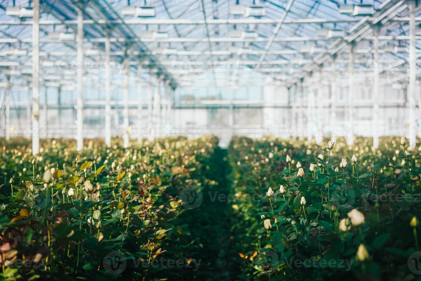 rosas de invernadero que crecen bajo la luz del día. foto