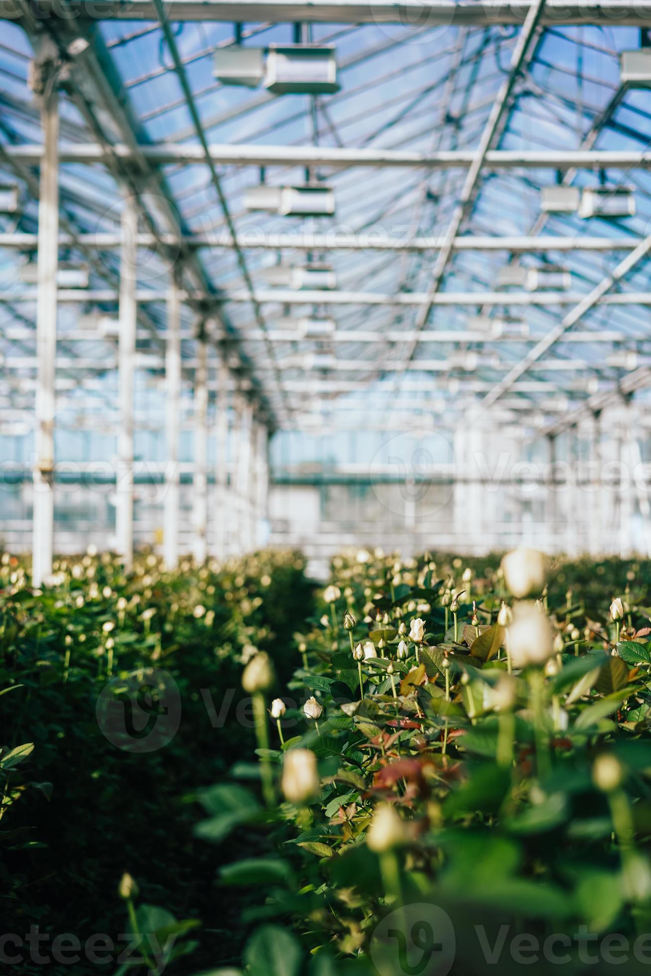rosas de invernadero que crecen bajo la luz del día. 11371567 Foto de