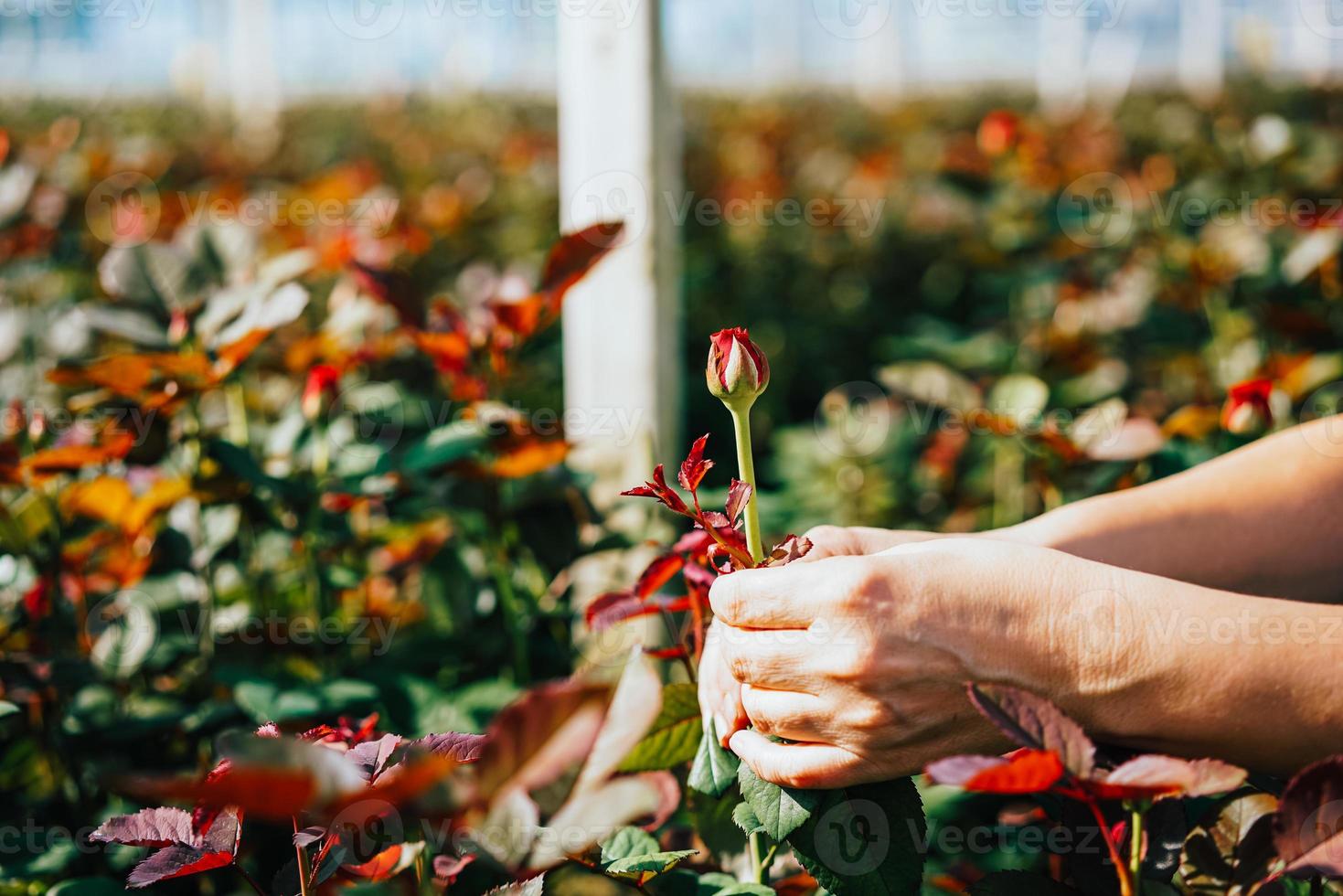 Someone is cutting a rose in a greenhouse photo