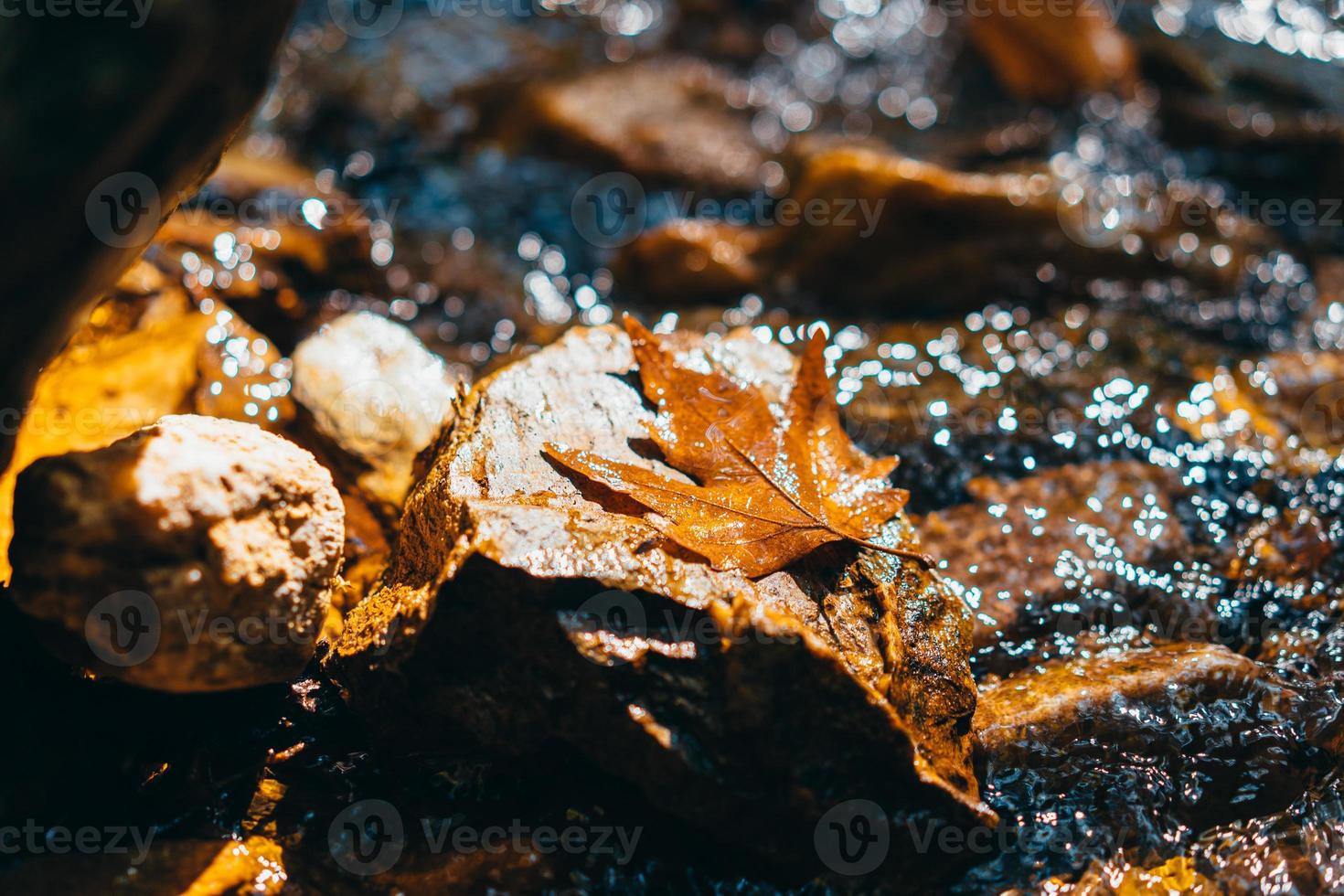 Photo of a mountain river in the forest