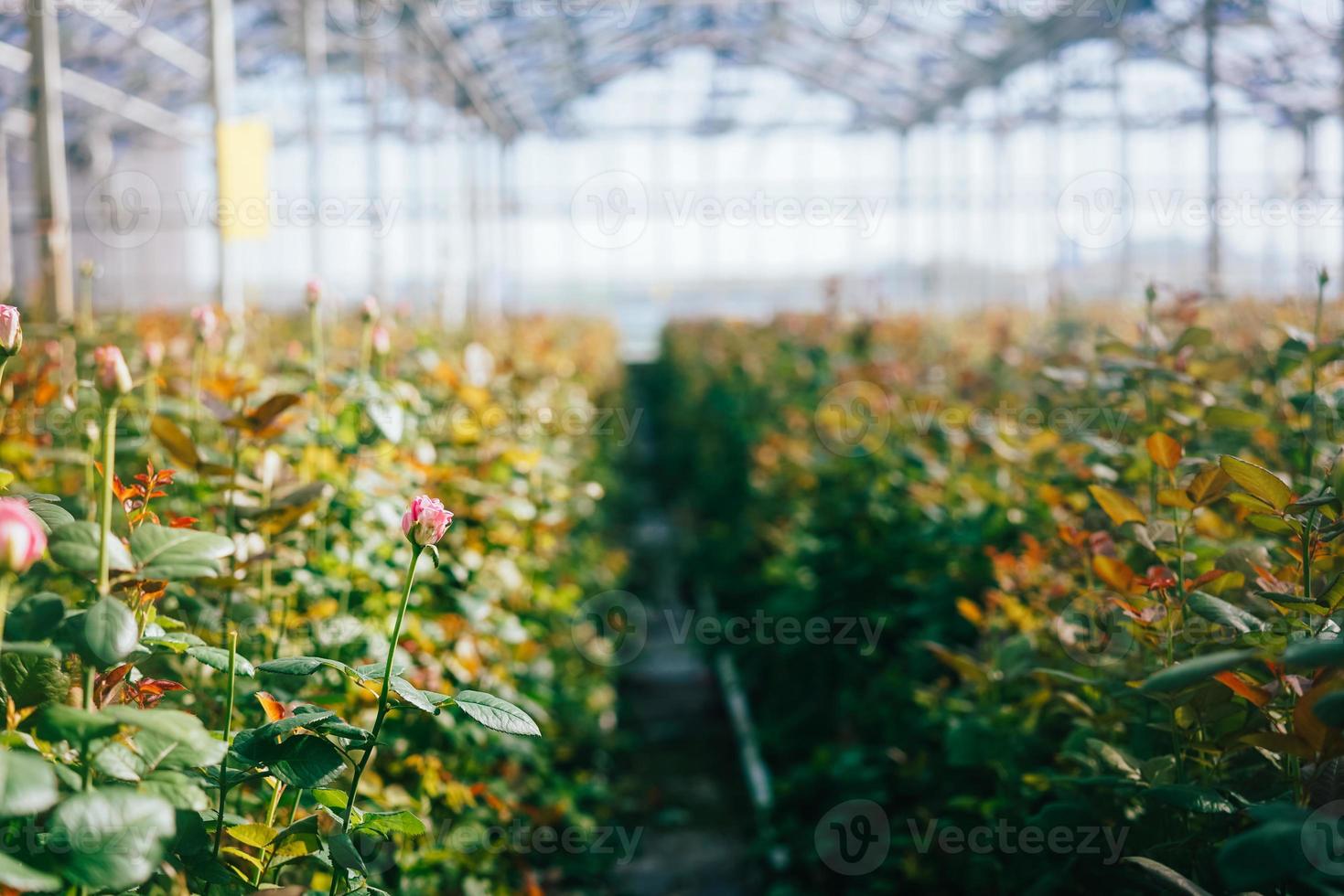 Greenhouse roses growing under daylight. photo