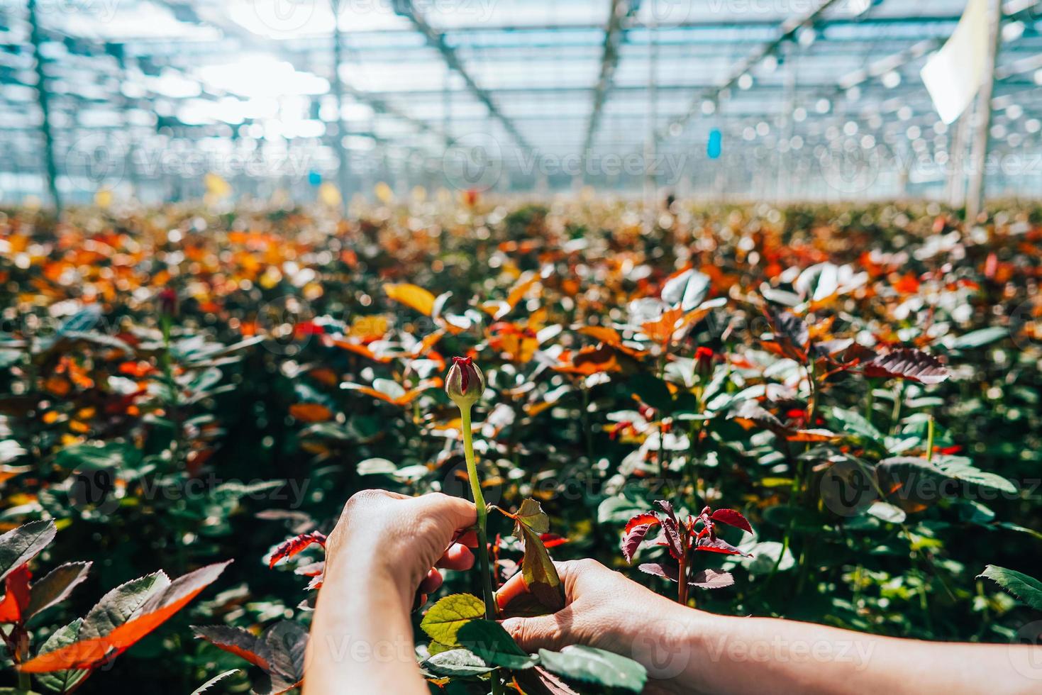Someone is cutting a rose in a greenhouse photo
