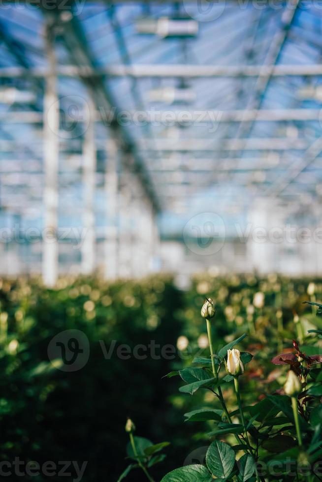 Greenhouse roses growing under daylight. photo