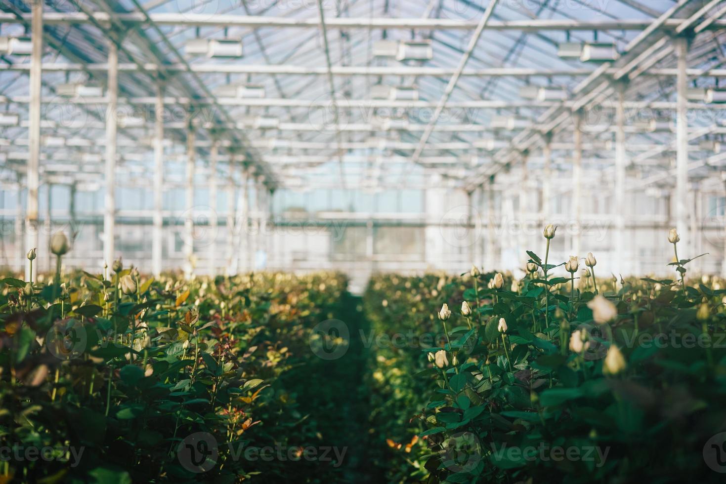 Greenhouse roses growing under daylight. photo