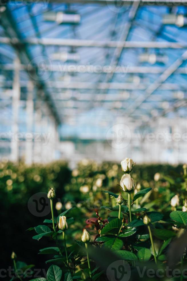 rosas de invernadero que crecen bajo la luz del día. 11371764 Foto de