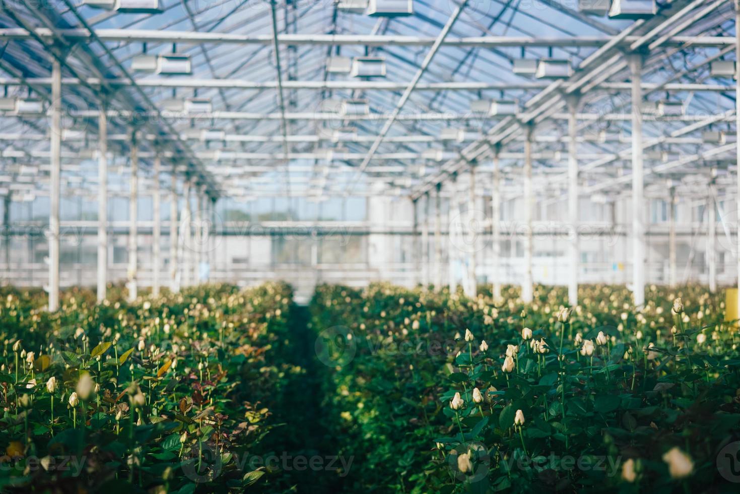 Greenhouse roses growing under daylight. photo