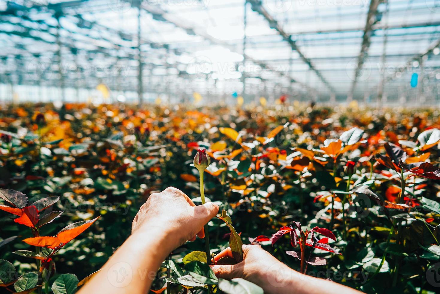 Someone is cutting a rose in a greenhouse photo