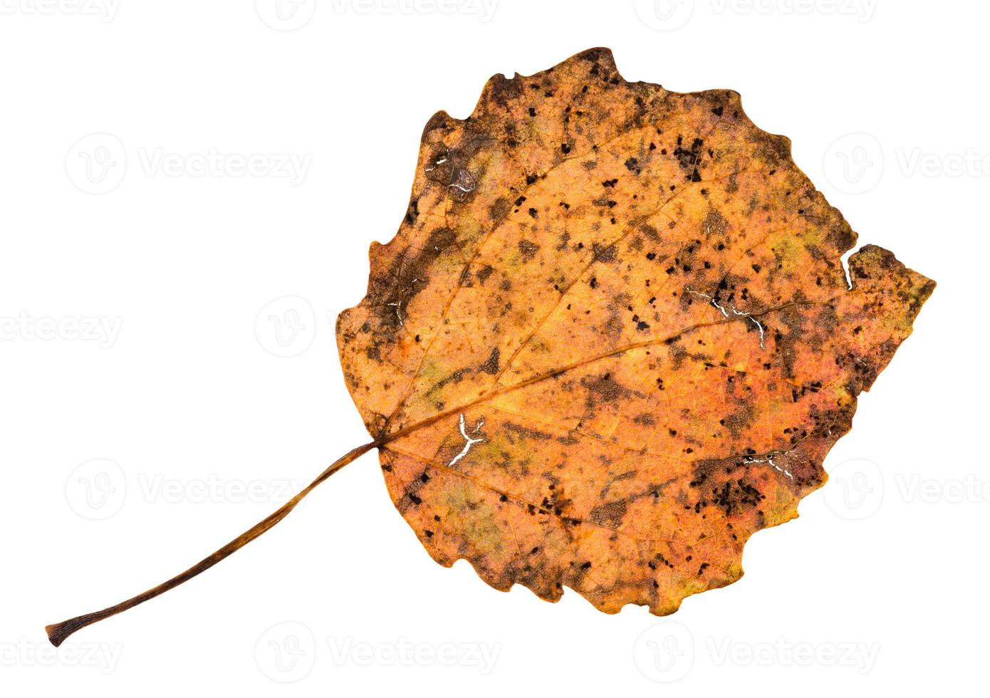 reverso de la hoja caída de otoño rota de álamo temblón foto