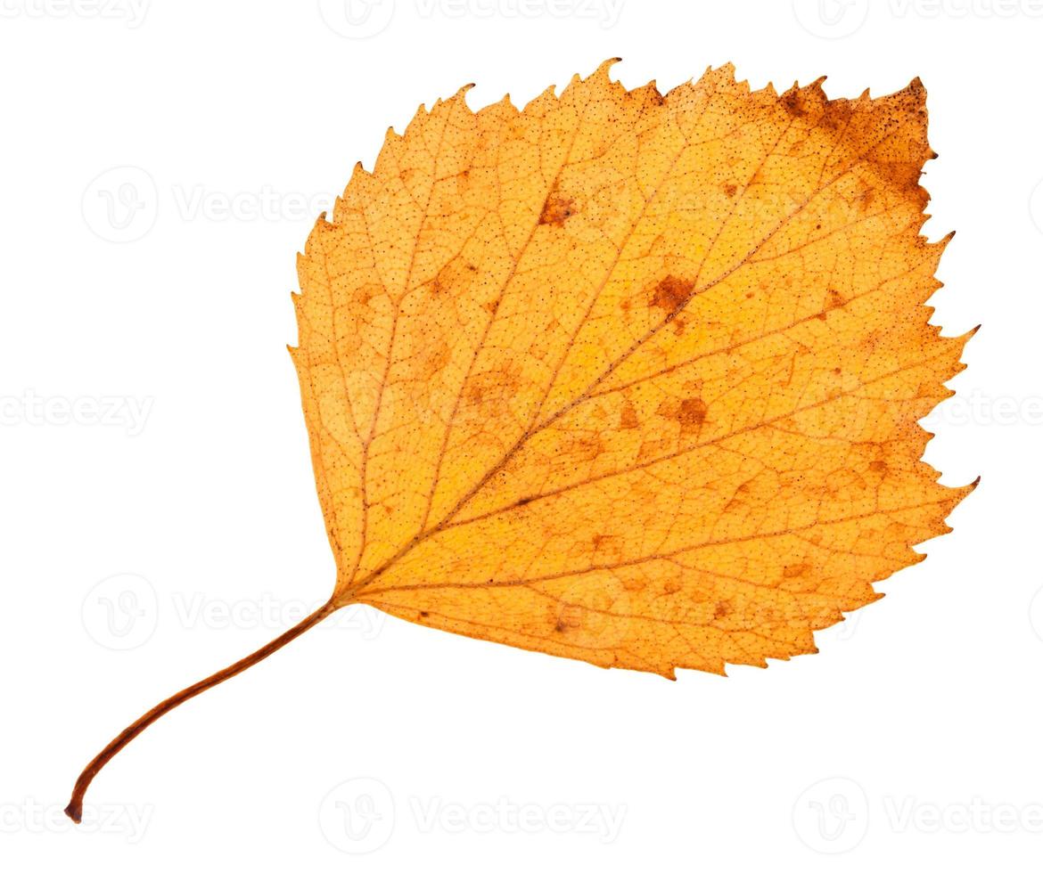 back side of yellow dried leaf of hawthorn tree photo