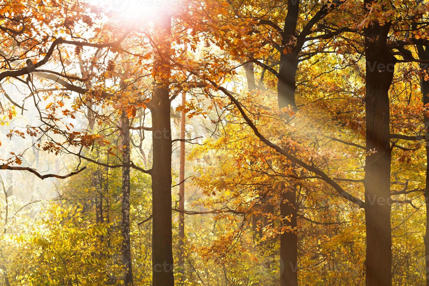 sun beams through leafage in autumn photo