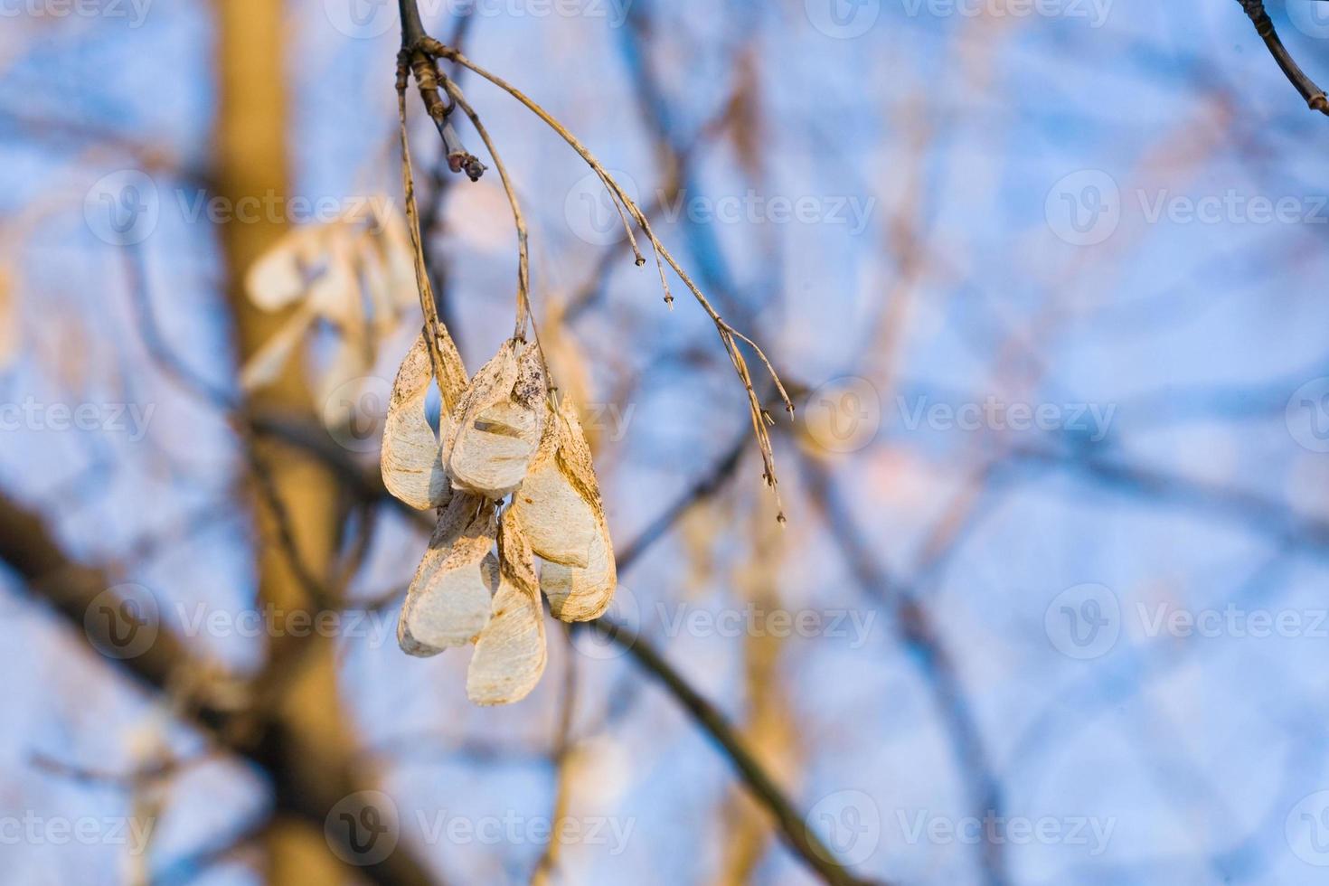 ash seeds on tree in autumn photo
